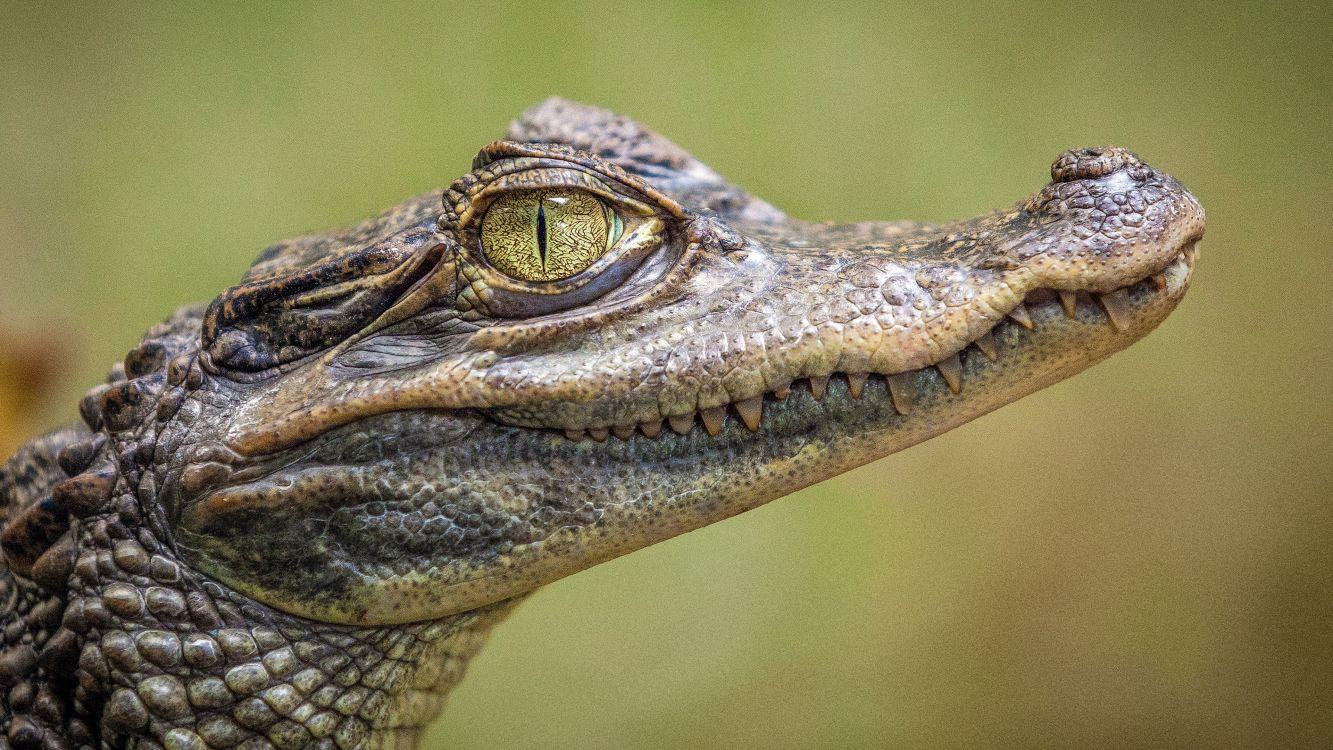 1333x750 Wallpaper Alligators, Nile Crocodile, Saltwater Crocodile, Crocodiles, Animal Rights, Background Free Image