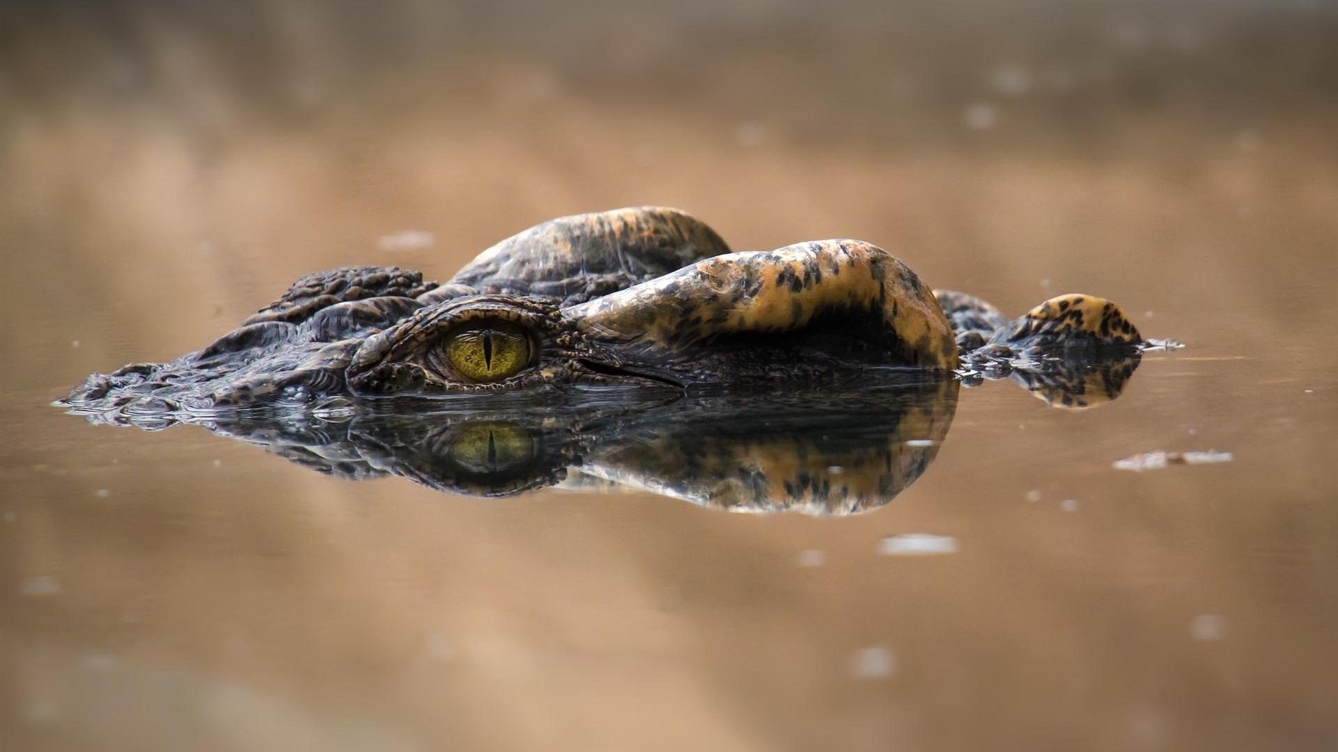 1920x1080 Wallpaper Crocodile, eyes, water 1920x1200 HD Picture, Image
