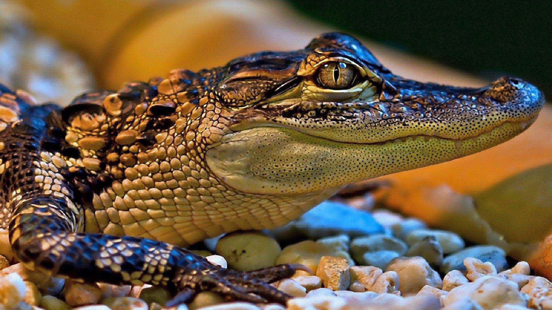 1920x1080 Crocodile Wallpaper