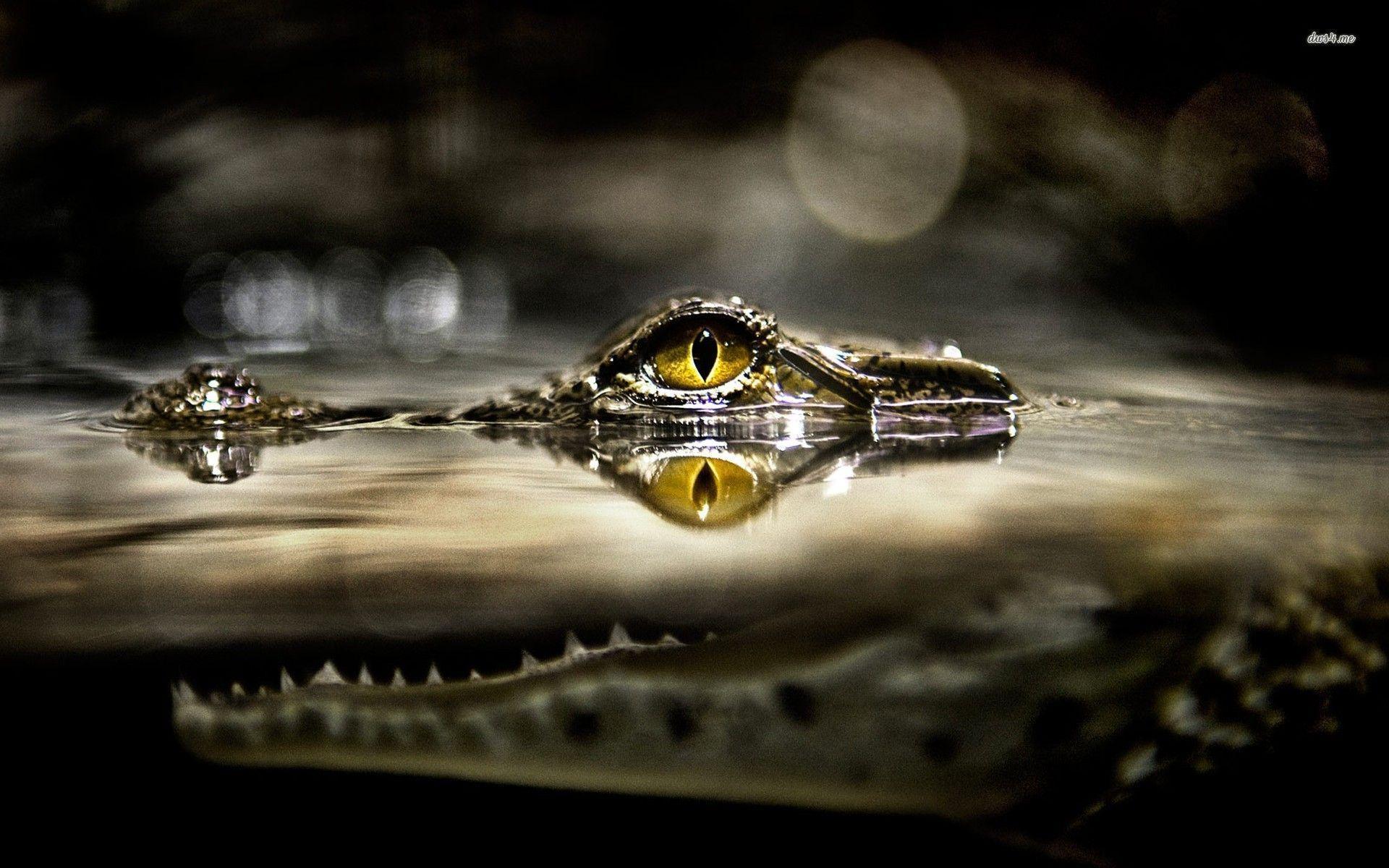 1920x1200 Crocodile Wallpaper