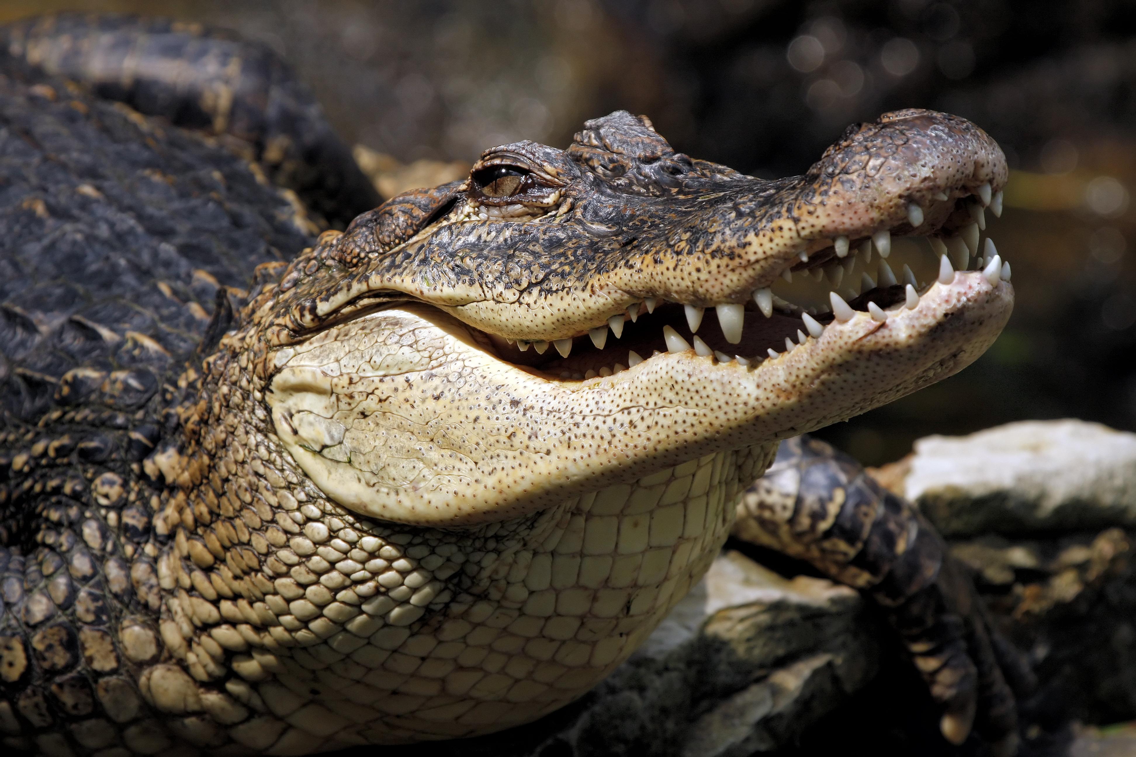 3888x2592 Free Crocodile, Download Free Crocodile png image, Free ClipArts on Clipart Library