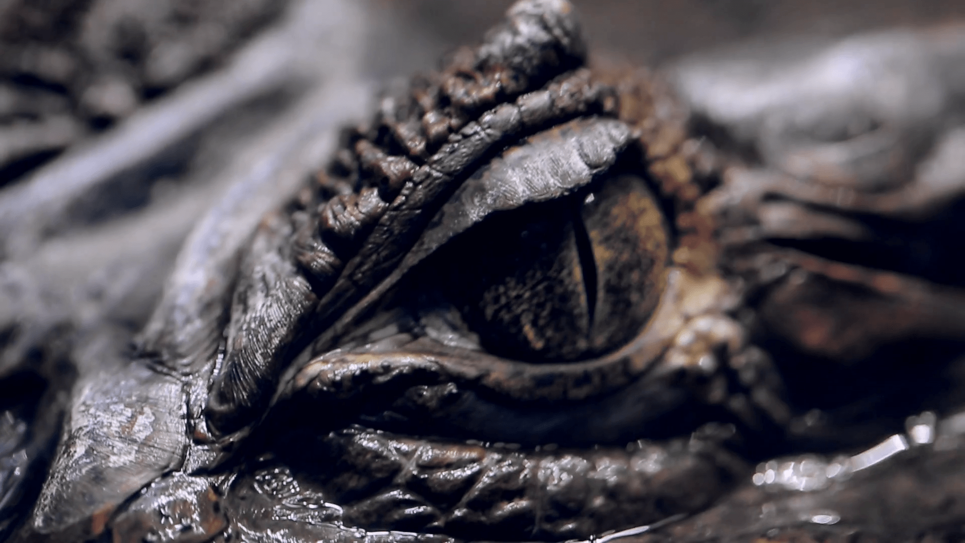 1920x1080 Alligator's Eye. Close Up Of A Live Alligator's Eye. Crocodile, Caiman. Dinosaur Monster Stock Video Footage