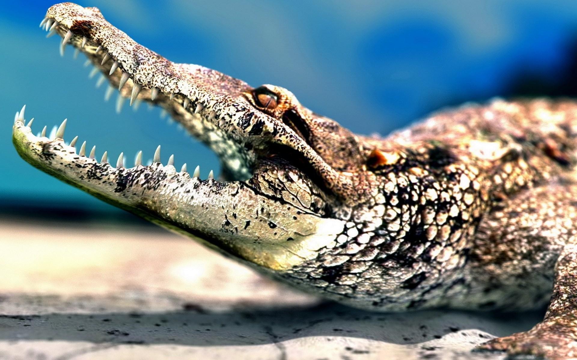 1920x1200 Crocodile