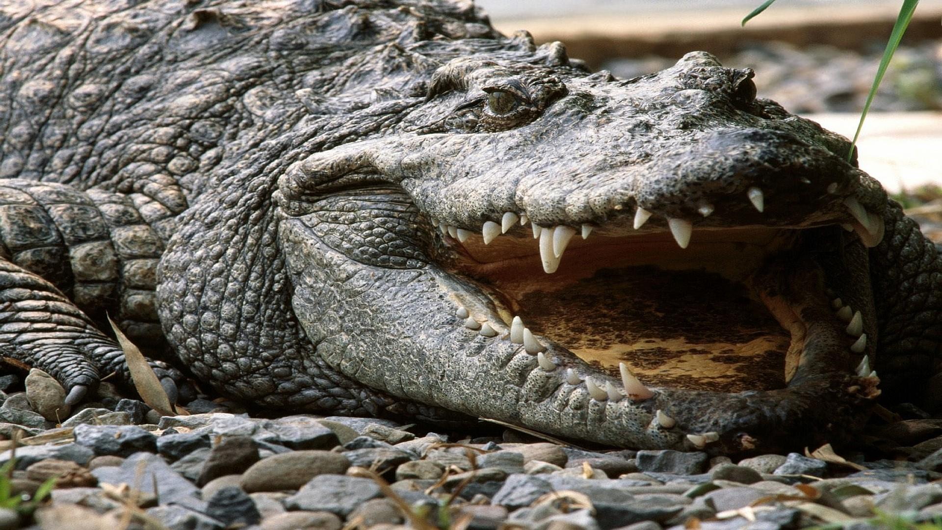 1920x1080 crocodile wallpaper hd, crocodilia, crocodile, nile crocodile, alligator, reptile
