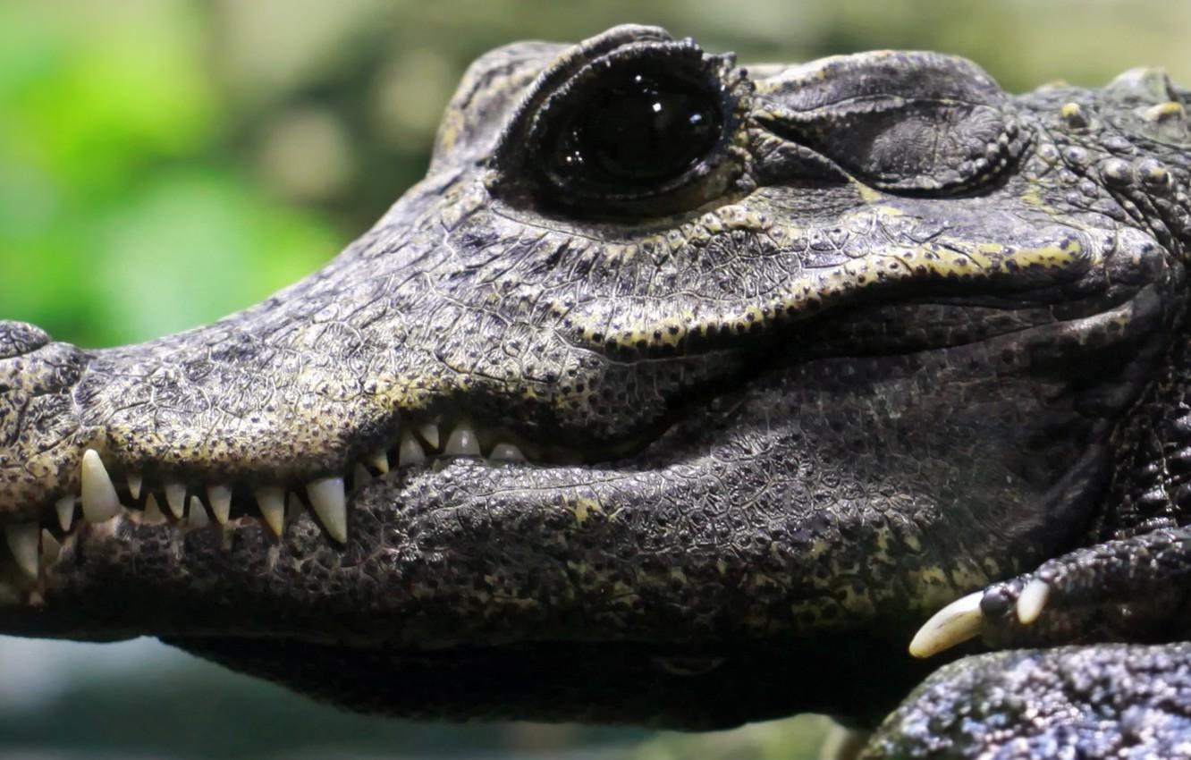 1332x850 Wallpaper crocodile, teeth, breeding, black eye image for desktop, section животные