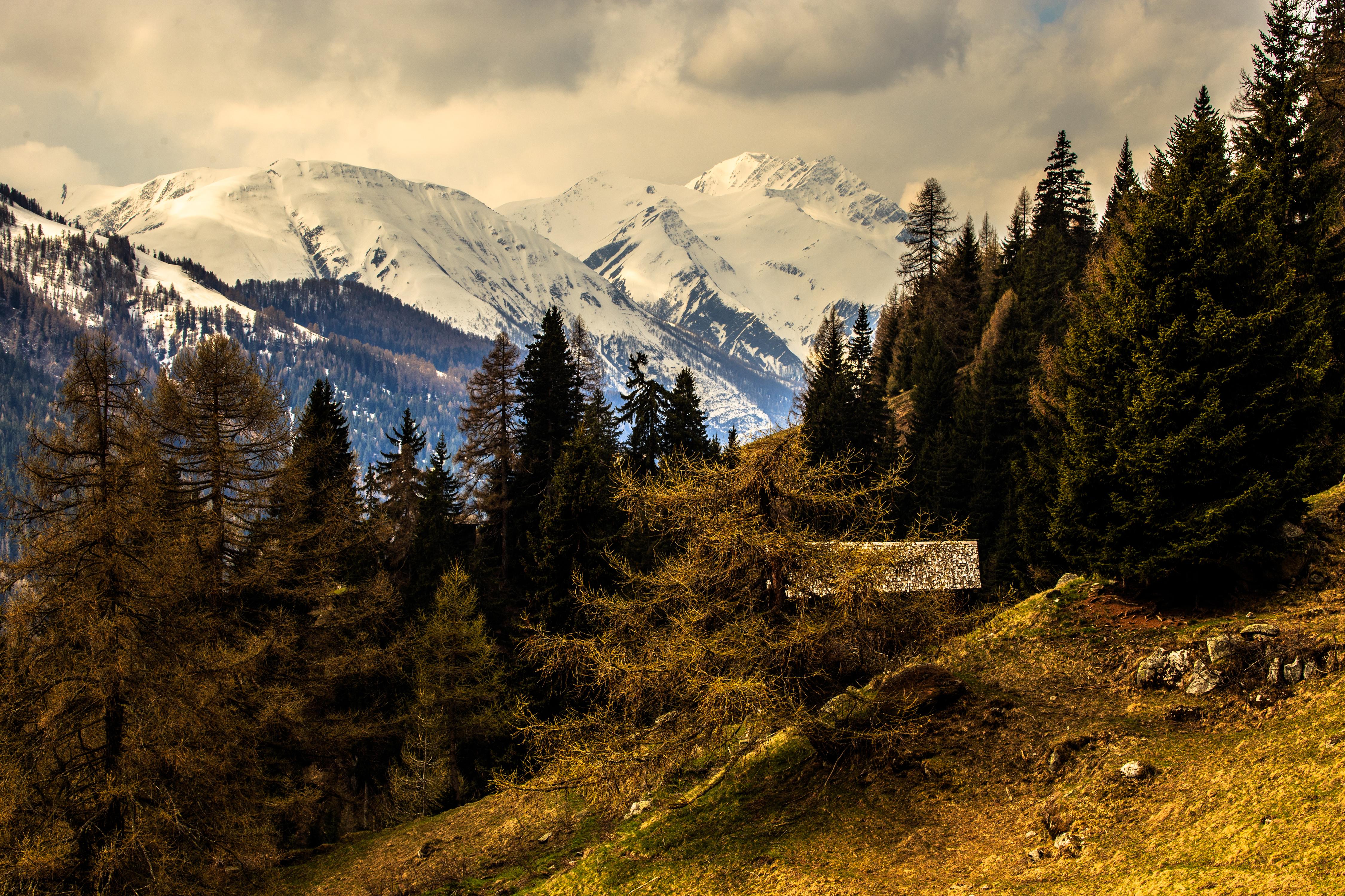 Гора на лесной. Швейцария Альпы лес. Природа Швейцарии Альпы. Aльпы горы лес Швейцария. Швейцария Альпы 3840 2160.