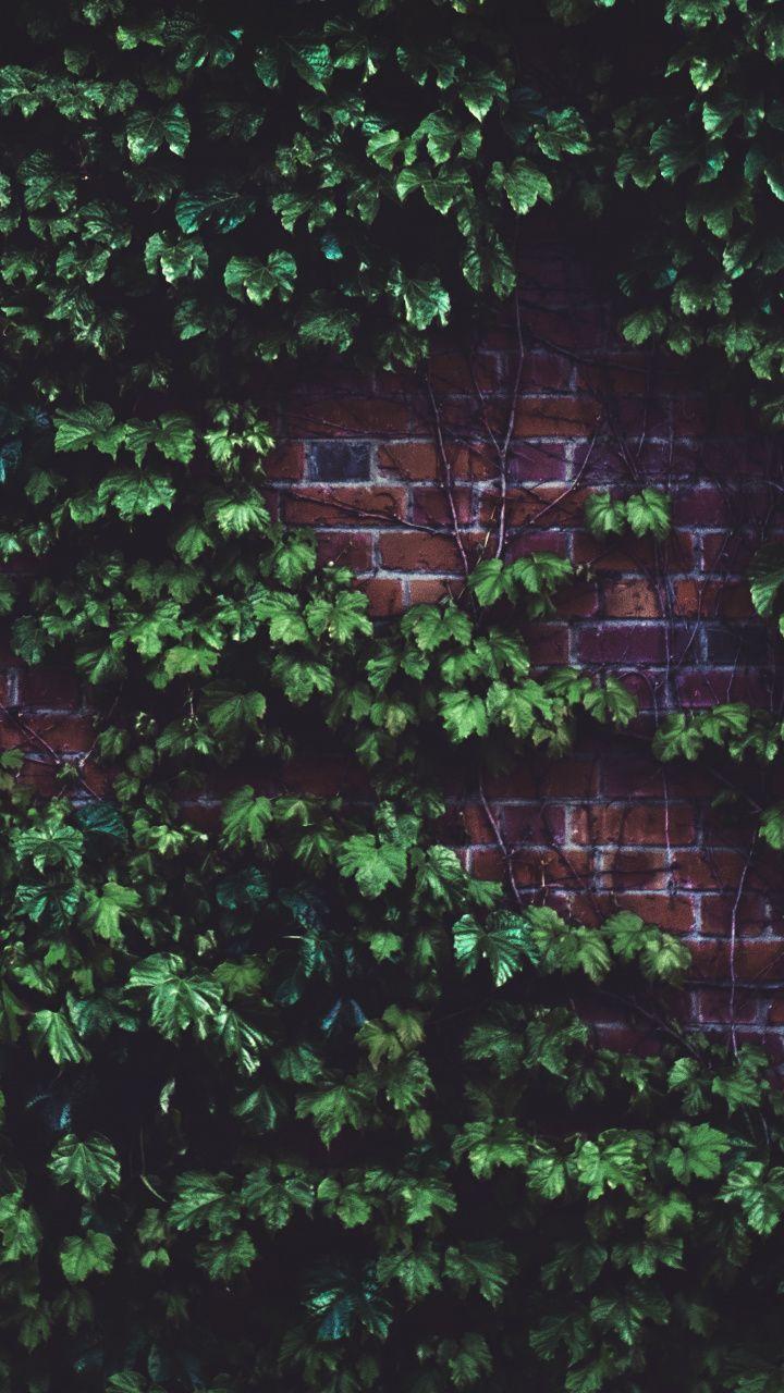 720x1280 Brick wall, plants, green, 720x1280 wallpaper. Brick wallpaper iphone, Landscape wallpaper, Brick wall wallpaper