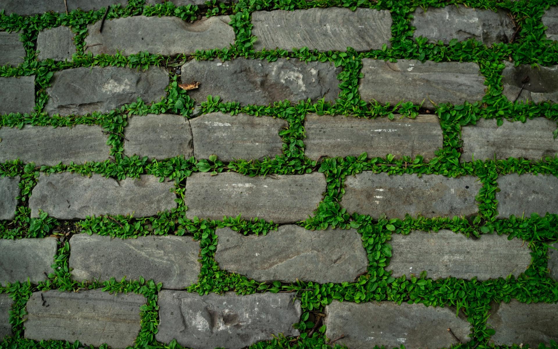 1920x1200 Download wallpaper gray brick wall texture, green leaves between bricks, stone texture, old stone background for desktop with resolution 1920x1200. High Quality HD picture wallpaper