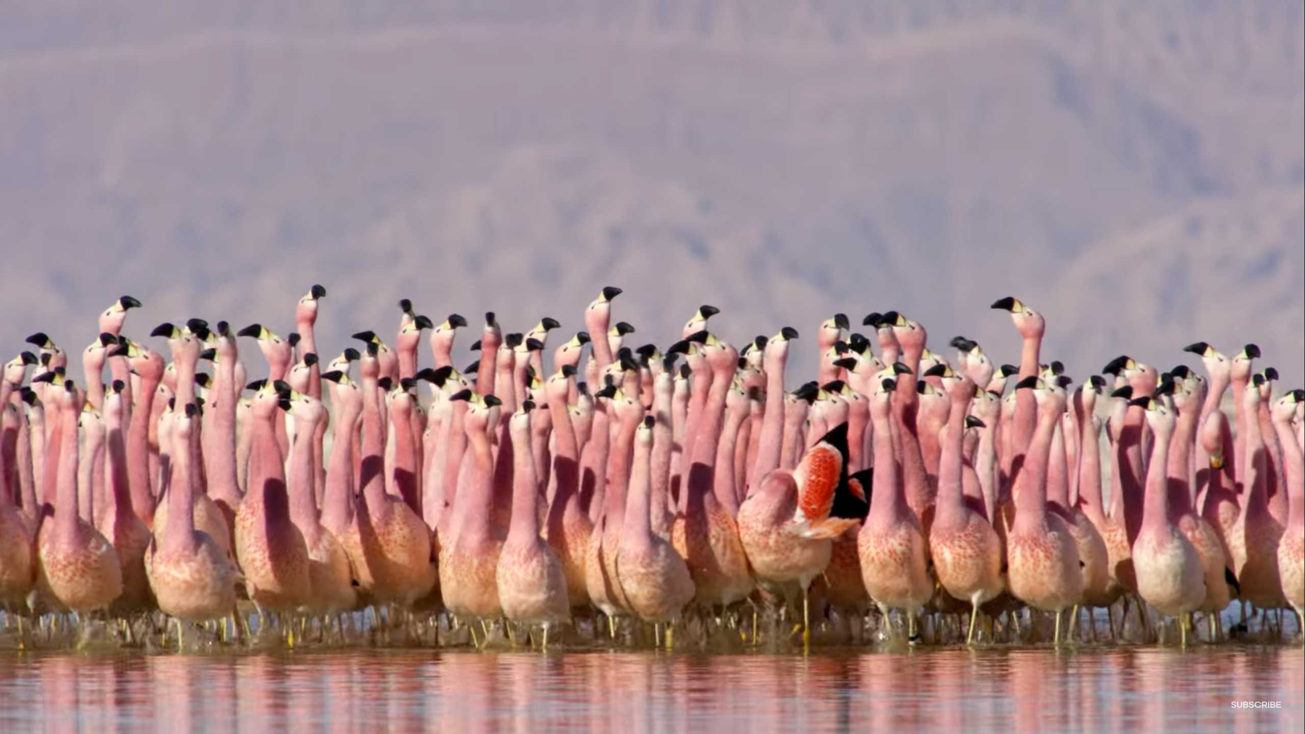 2560x1440 The Living Planet vs Planet Earth II