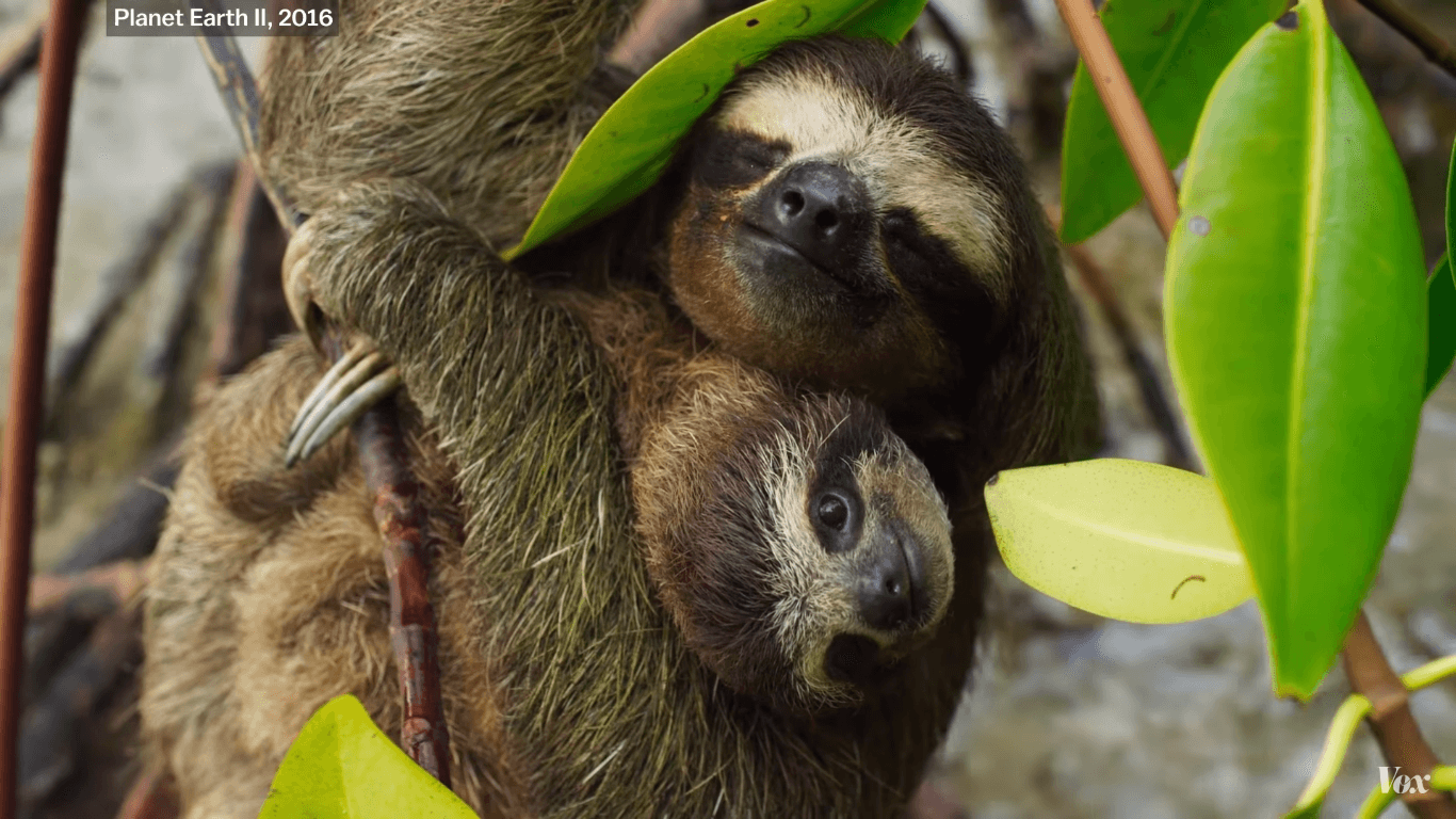 1366x768 Planet Earth II is BBC's most cinematic series yet