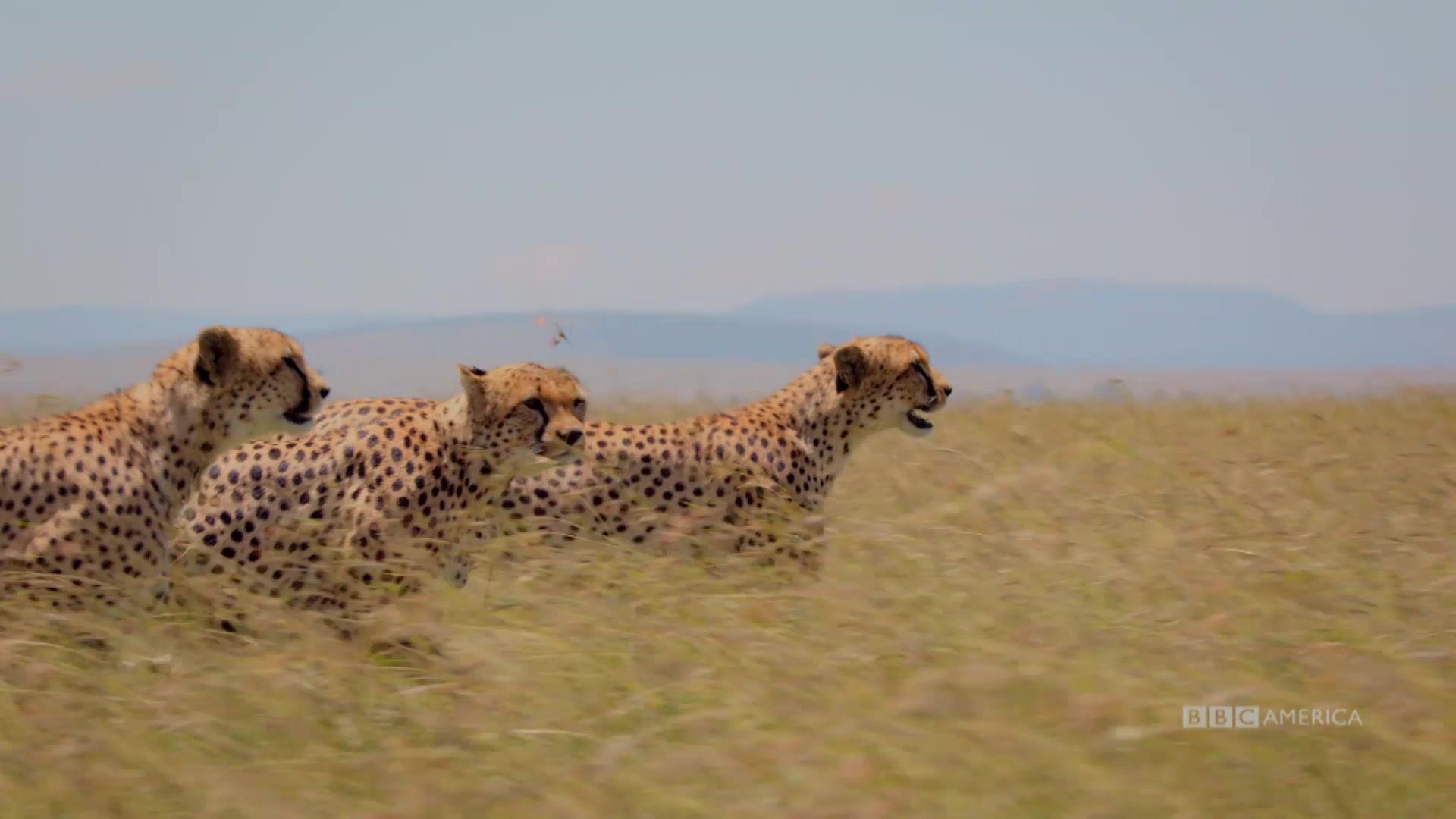 1920x1080 Planet Earth III' and 'Frozen Planet II' Are Coming to BBC America. Watch Dynasties Video Extras