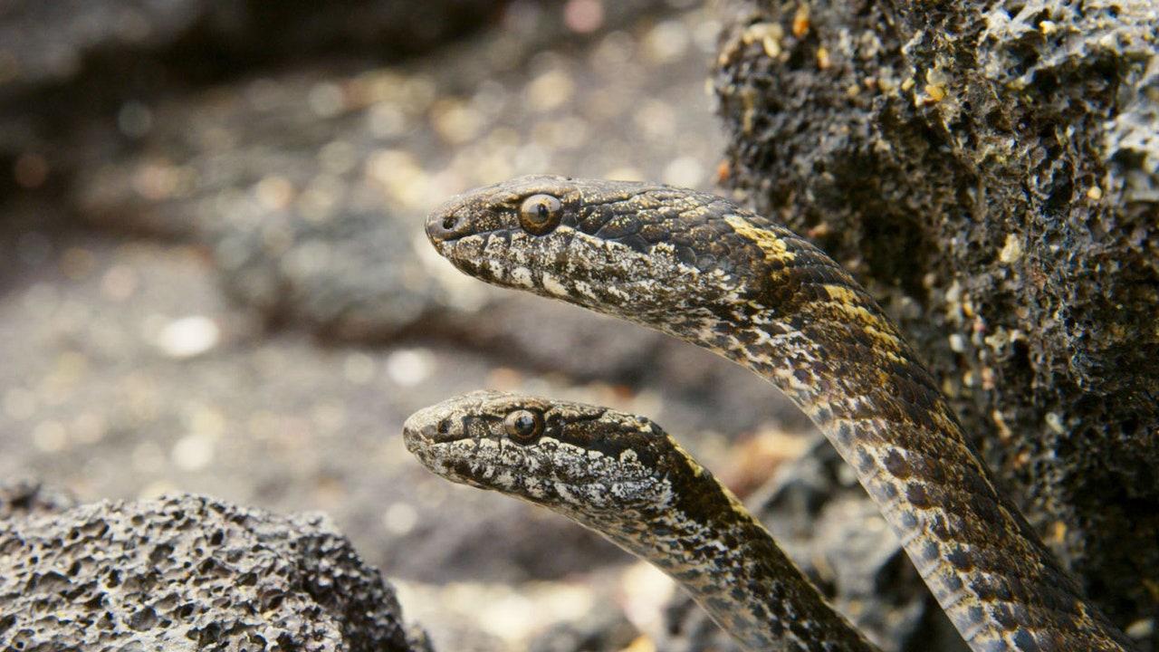 1280x720 Planet Earth 2: About That Horror Show Racer Snake Chase