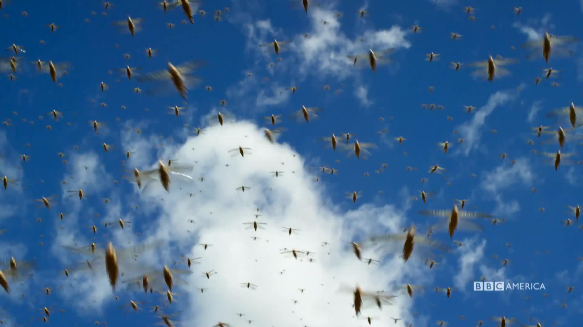 1920x1080 Planet Earth II Uses All Kinds of Crazy New Camera Tech