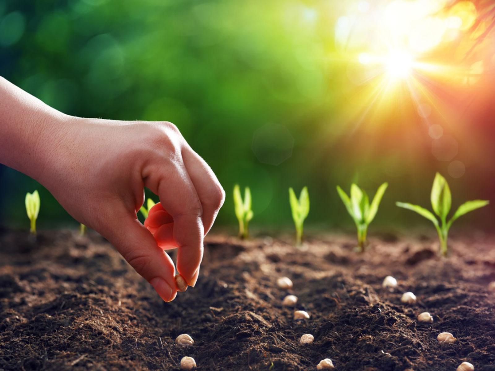 1600x1200 Seed Starting Problems: Common Mistakes With Seed Germination