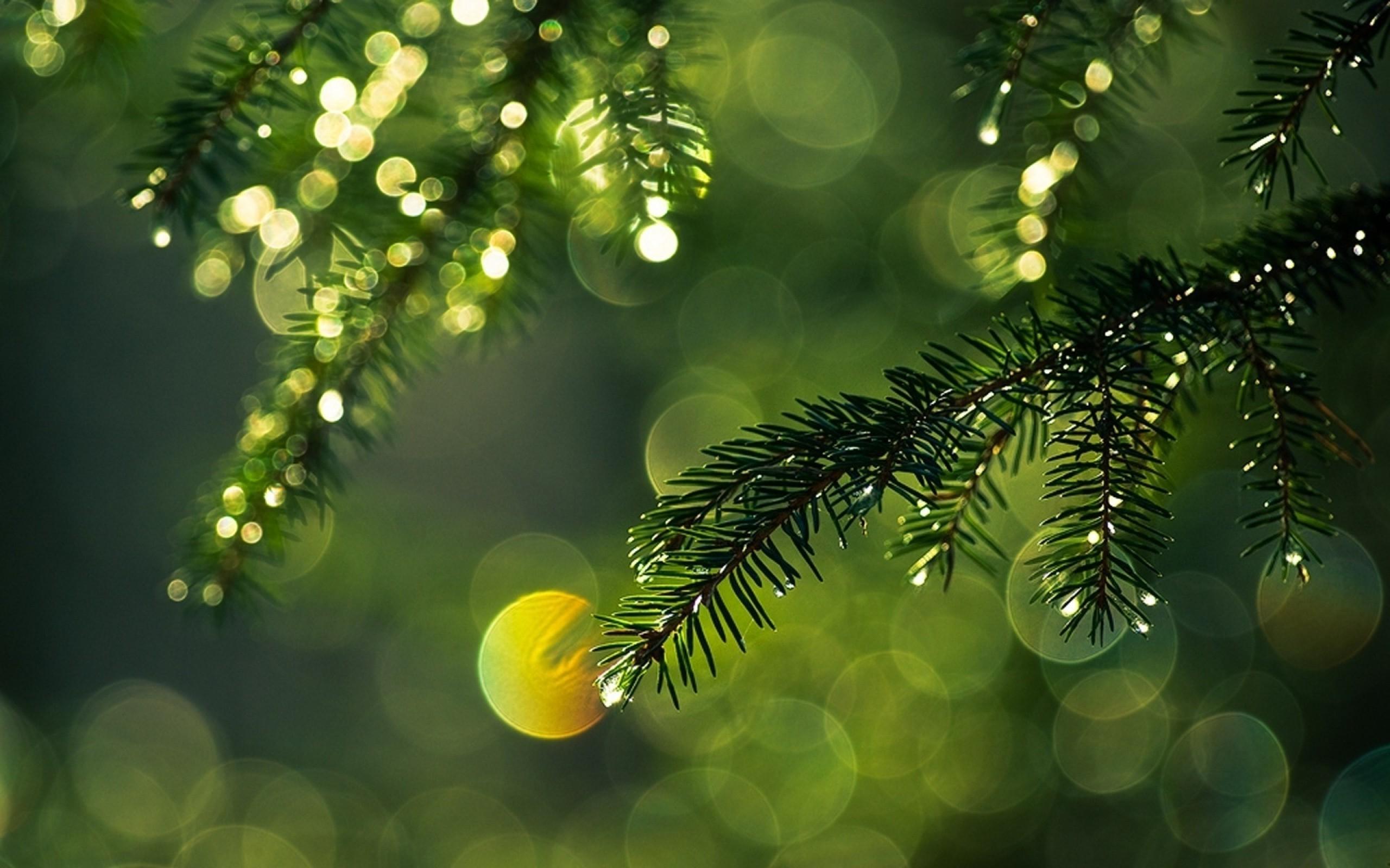 Bokeh Trees Wallpapers - Top Free Bokeh Trees Backgrounds - WallpaperAccess