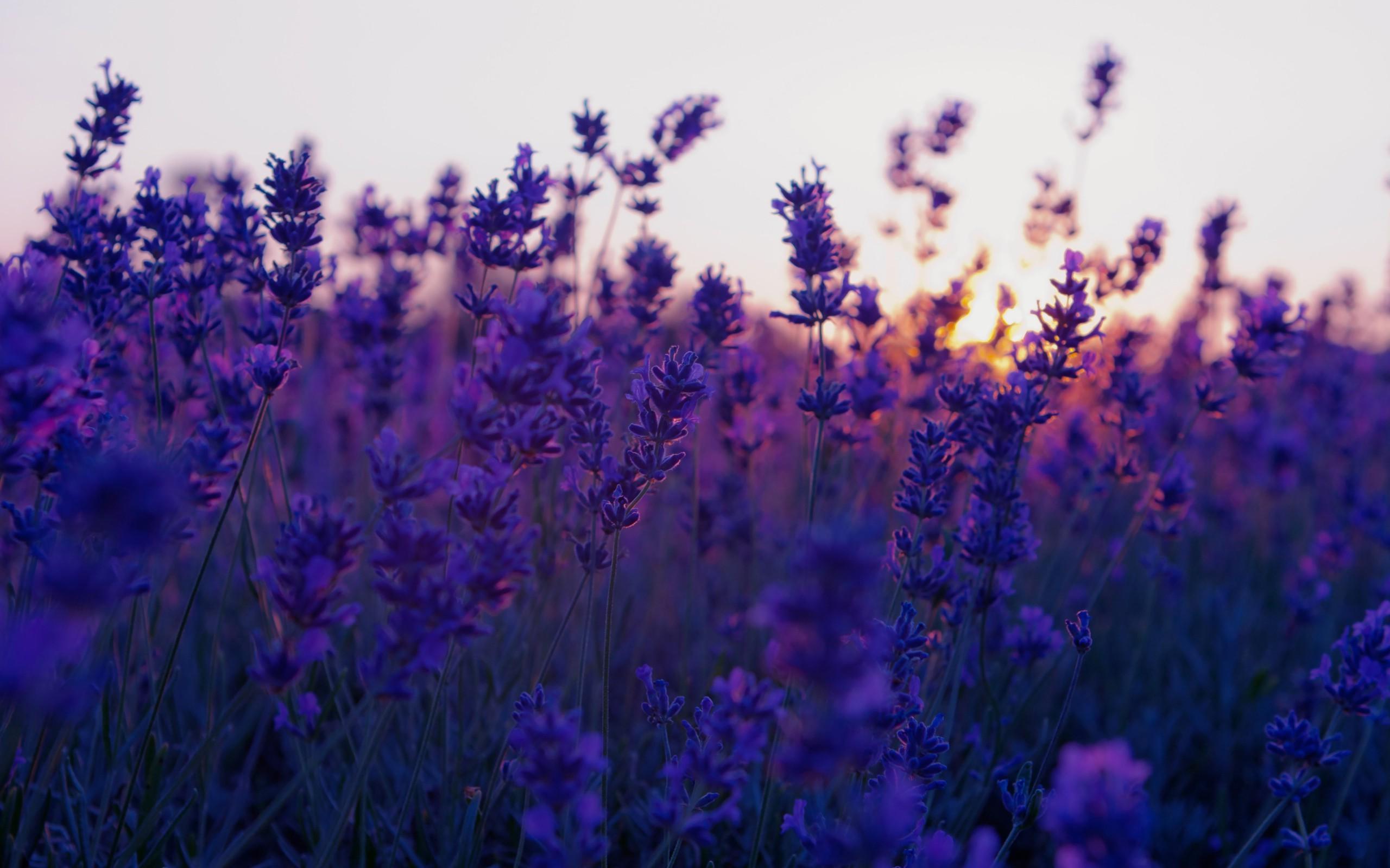 2560x1600 Lavender Wallpaper Laptop HD Wallpaper