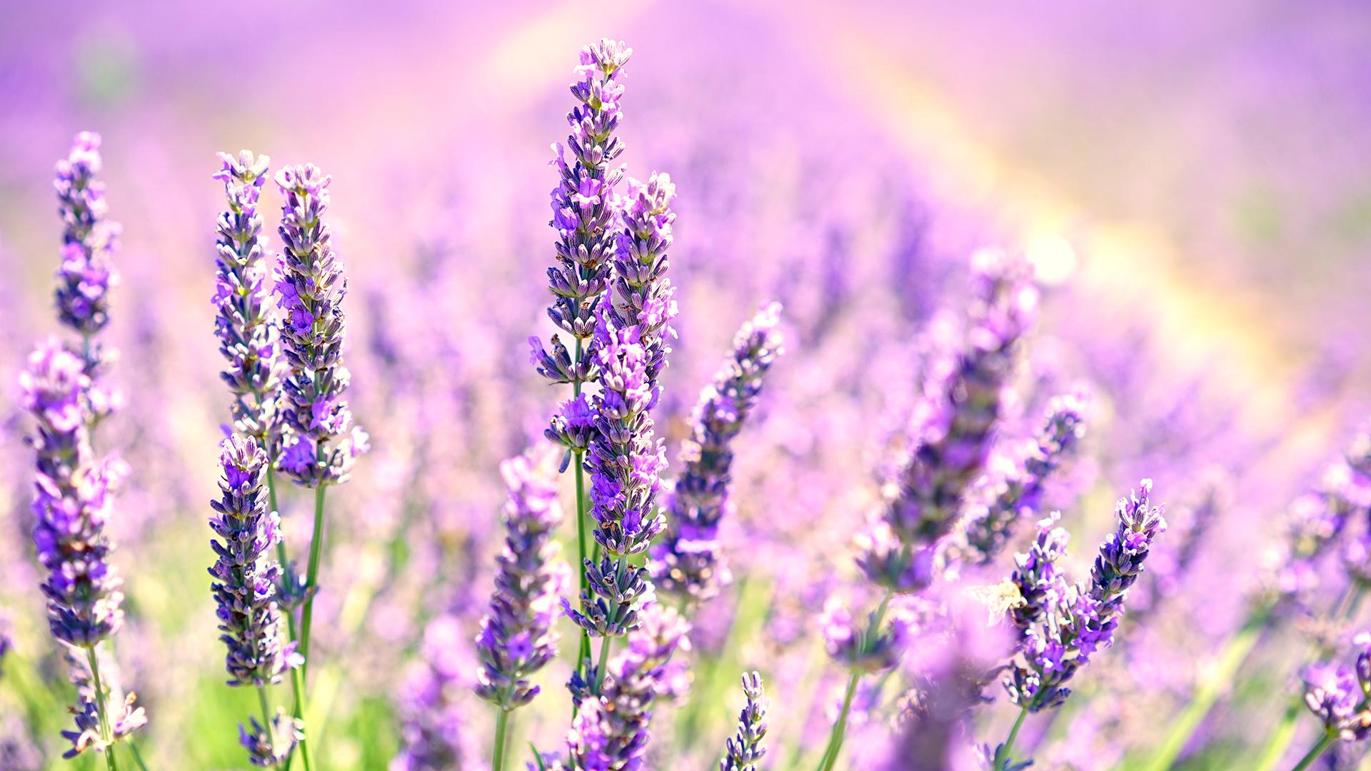 1920x1080 Lavender Blossoms Laptop Background x 1080 px