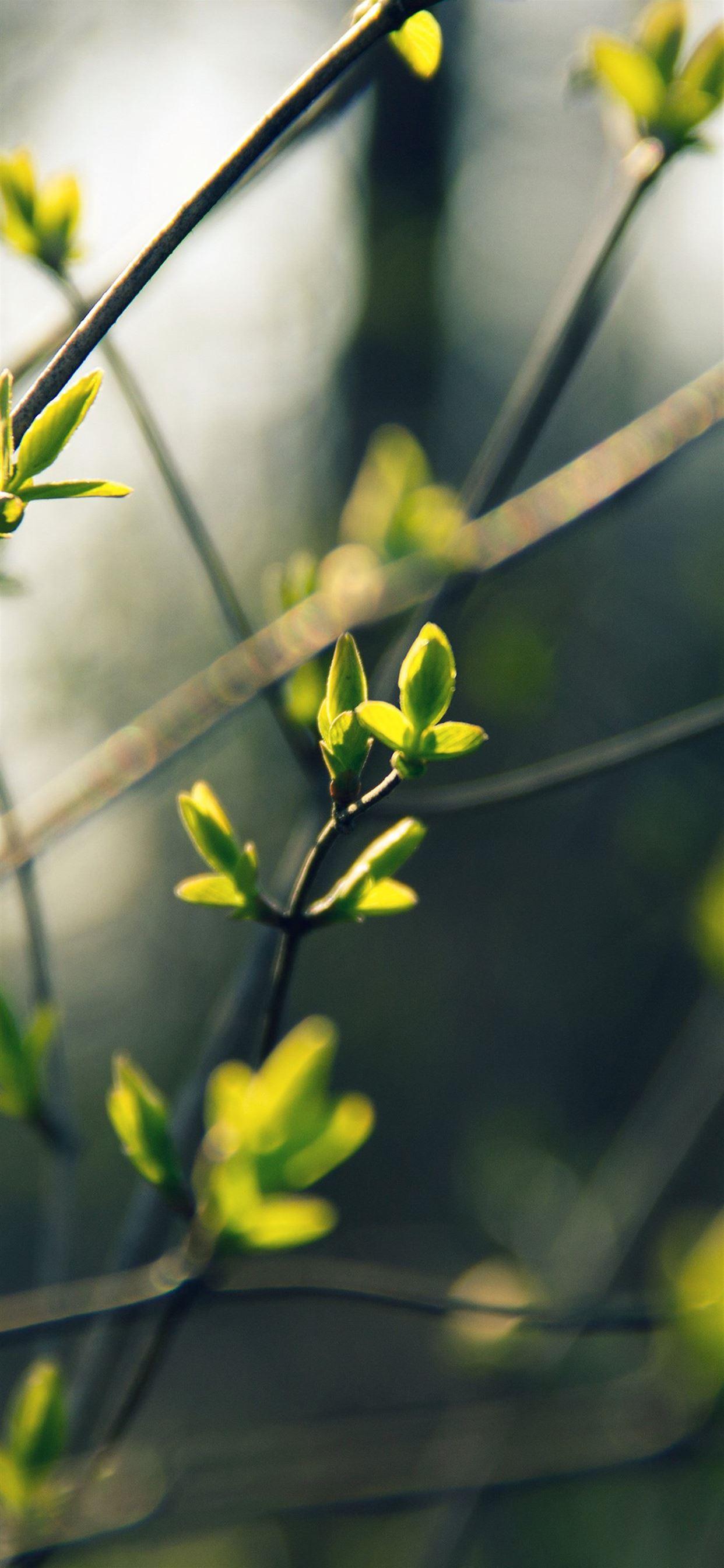1242x2688 Tree bokeh iPhone X Wallpaper Free Download