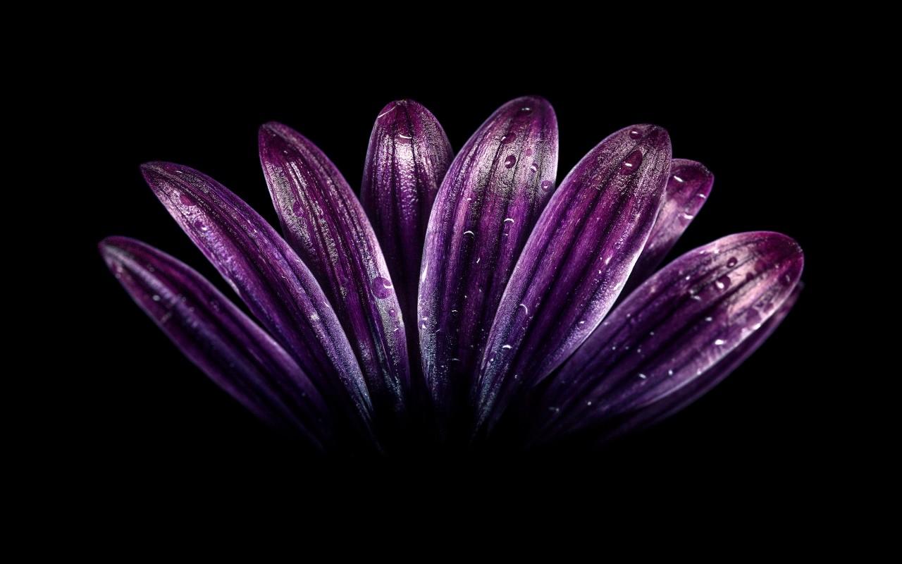 1280x800 Dark Purple Flower K Wallpaper 3D Models. Free