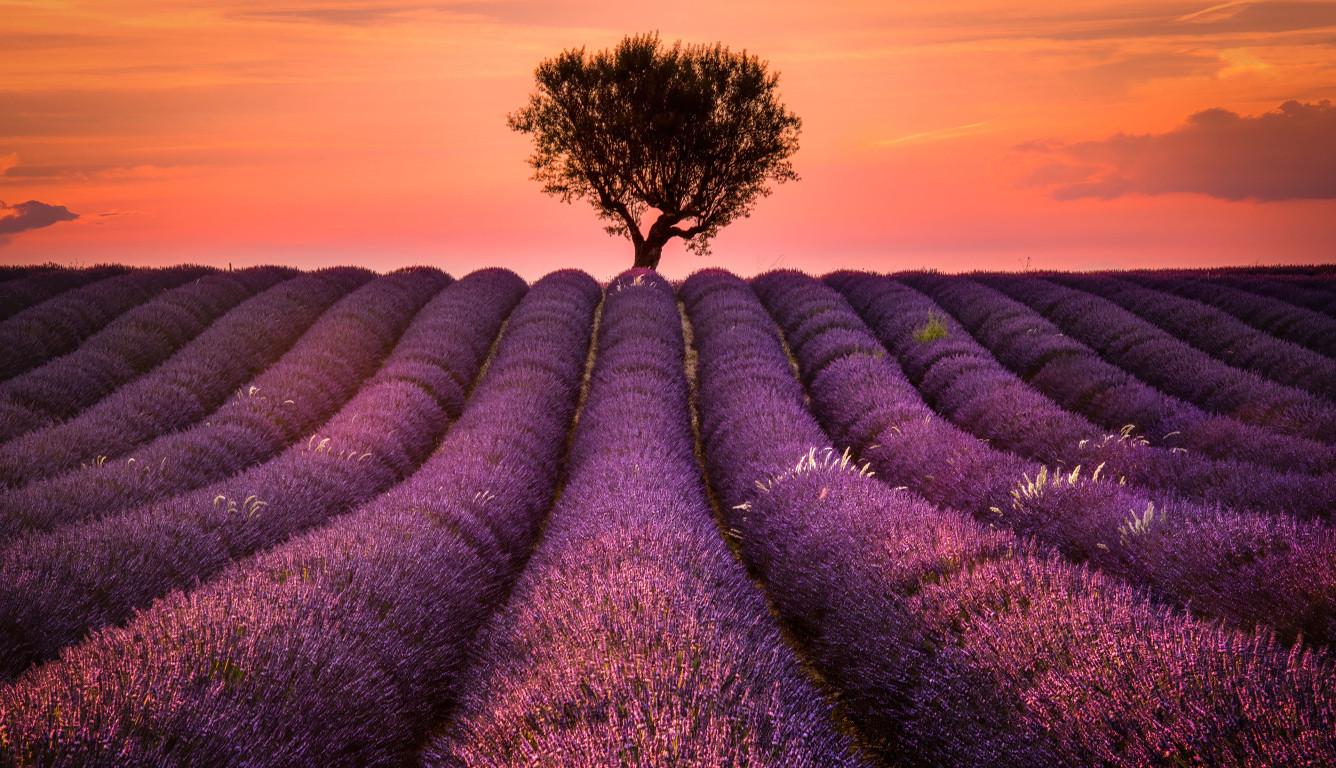 1336x768 Lavender Field HD Laptop Wallpaper, HD Nature 4K Wallpaper, Image, Photo and Background