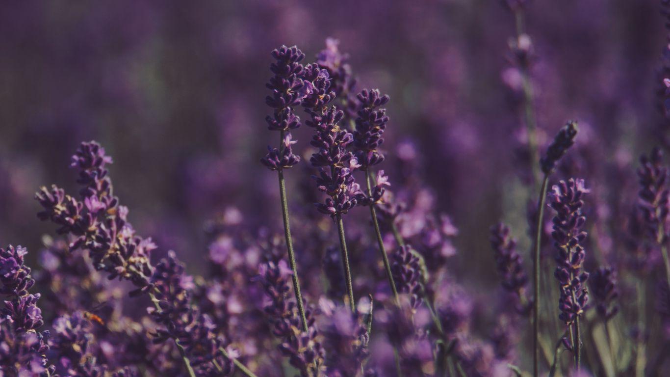 1366x768 Download wallpaper 1366x768 lavender, flowers, field, purple, bloom tablet, laptop HD background