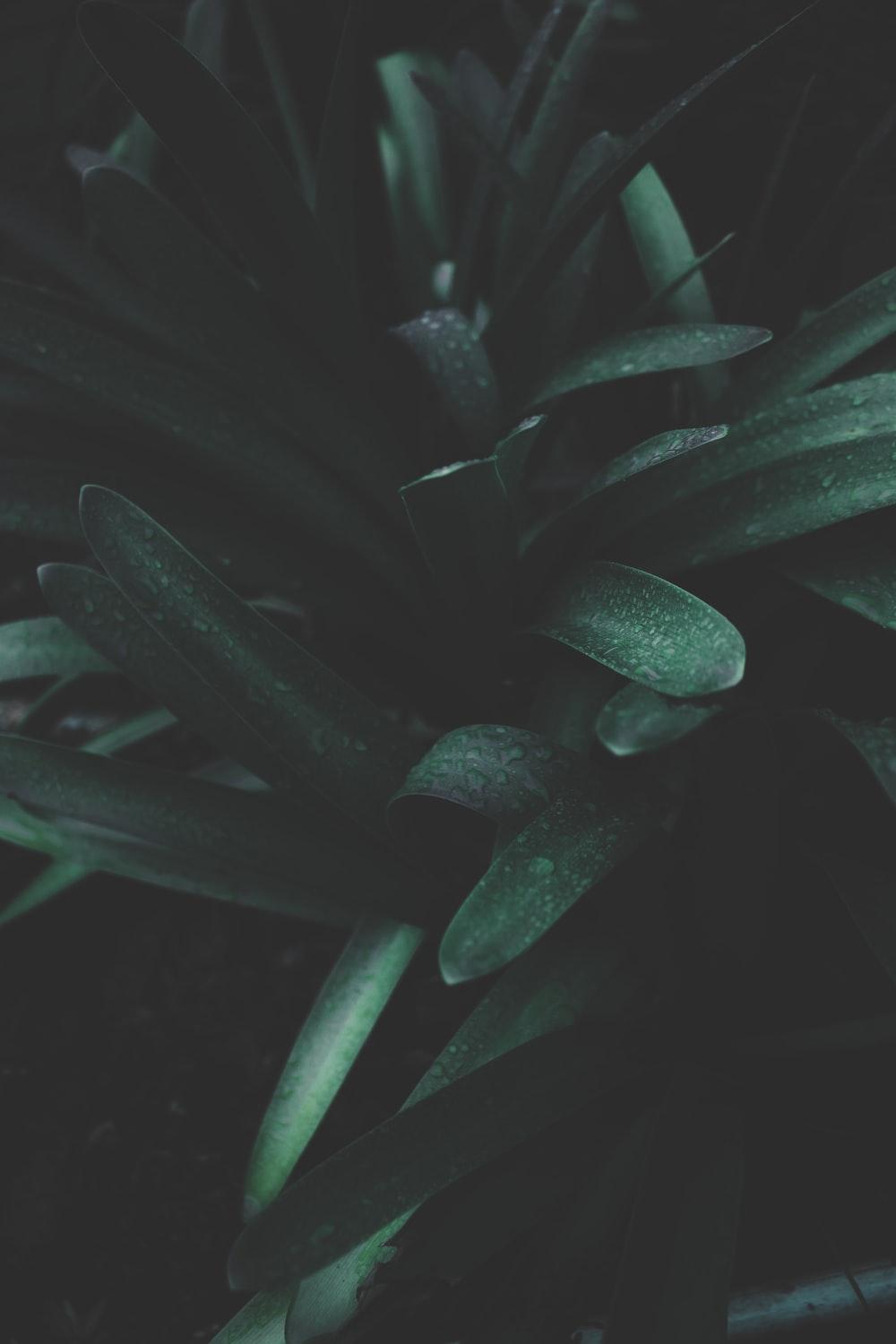 1000x1500 Green Wallpaper: Free HD Download [HQ]