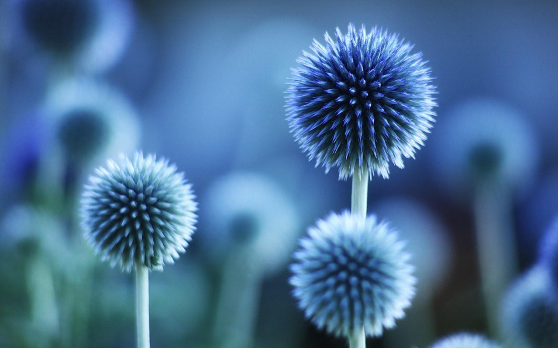 1920x1200 Desktop Blue Flower Wallpaper