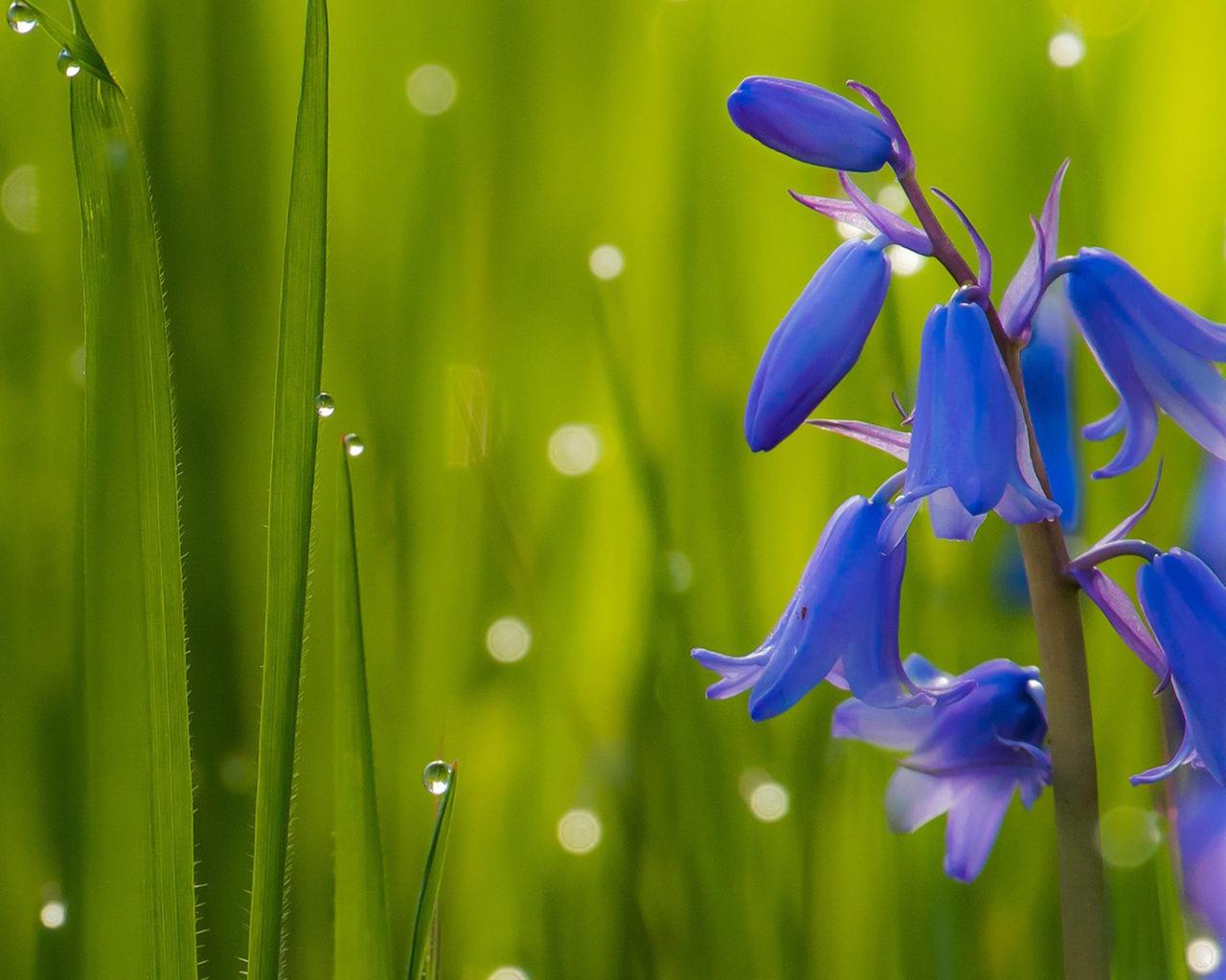 1280x1024 Bluebells Dark Blue Flowers Bells Green Grass Bluebell Flowers K HD Desktop Wallpaper For Mobile Phones And Computer 3840x2160 :
