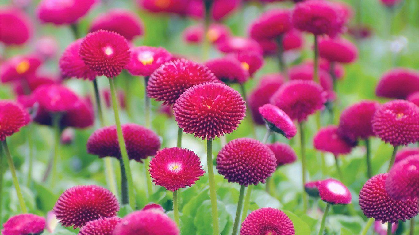 1366x768 desktop wallpaper. flower red green spring bokeh nature blue #. PAPERS.c. Red flower wallpaper, Wallpaper iphone roses, iPhone background red