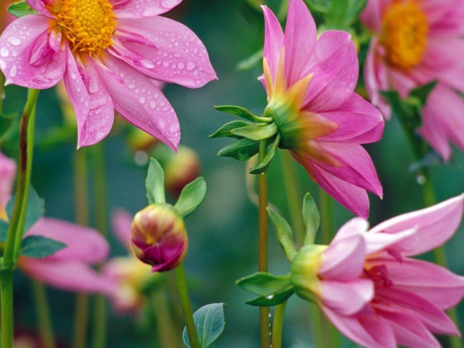 1600x1200 flowers, Nature, Plant, Beautiful, Plant, Green, Red, Yellow, Pink, Blue Wallpaper HD / Desktop and Mobile Background