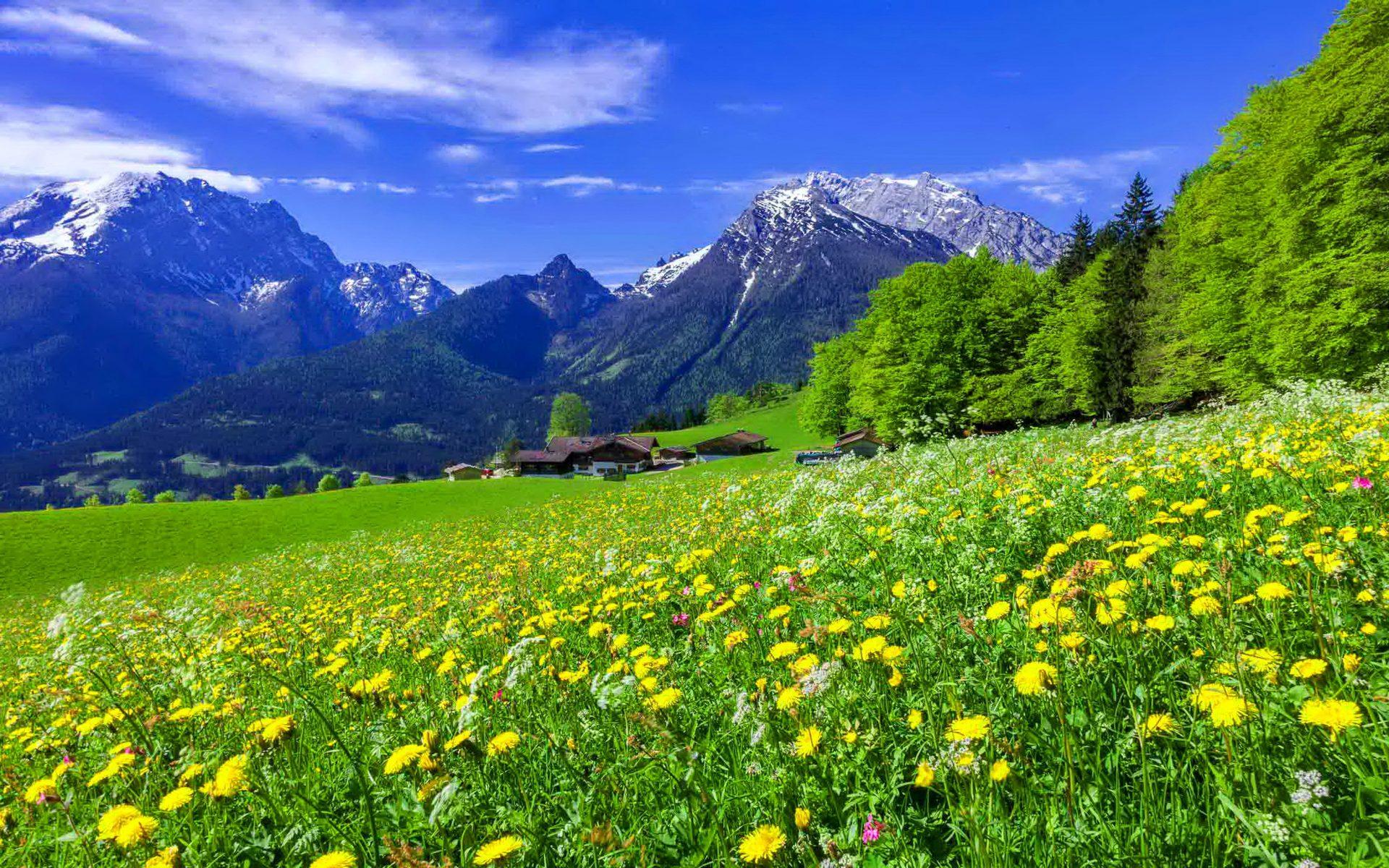 1920x1200 Mountain Meadow Landscape With Beautiful Mountain Flowers Yellow And White Flowers And Green Grass With Mountains Pine Forest Snowy Mountain Peaks Blue Desktop Wallpaper Background Free Download :
