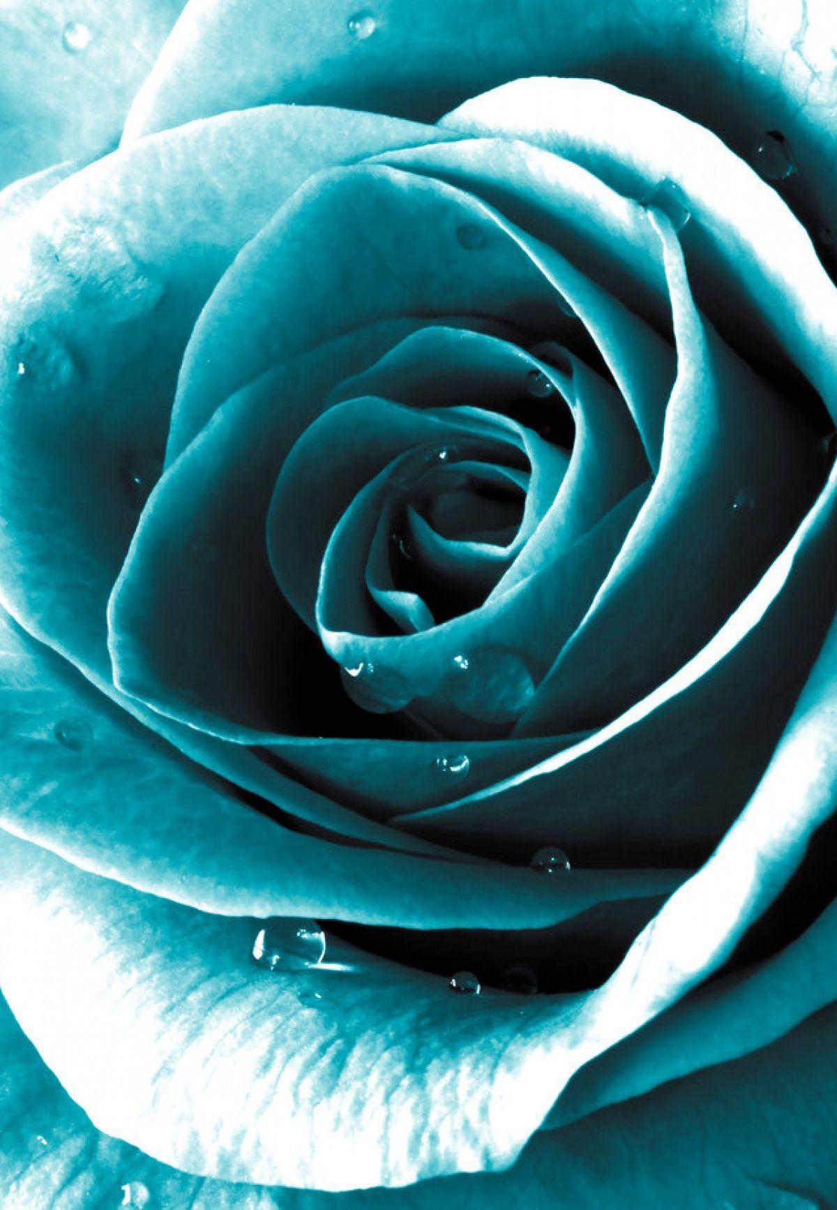 Teal Rose Wallpapers Top Free Teal Rose Backgrounds Wallpaperaccess