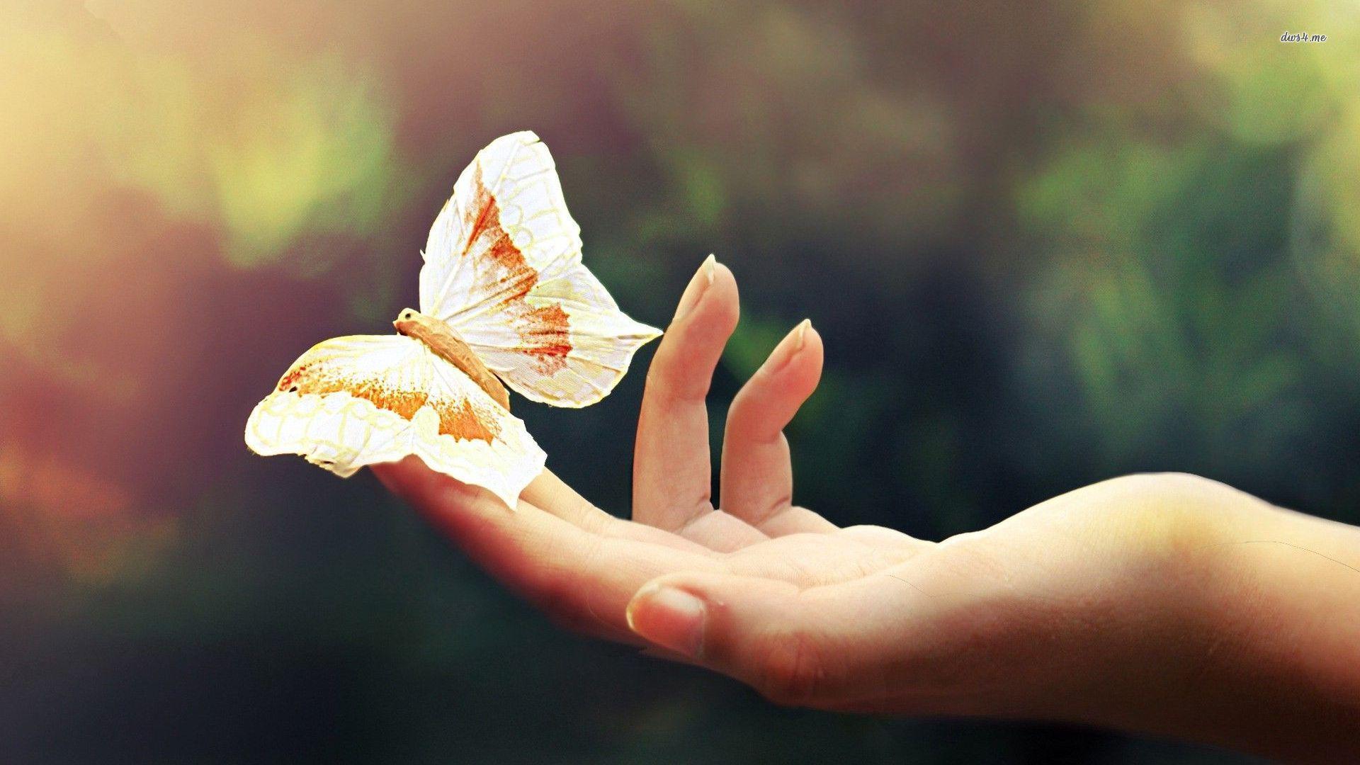 1920x1080 Free download Butterfly on her hand wallpaper Animal wallpaper 23872 [1920x1080] for your Desktop, Mobile & Tablet. Explore Butterfly In Hand Wallpaper. Butterfly Wallpaper, Butterfly Wallpaper, Butterfly Background