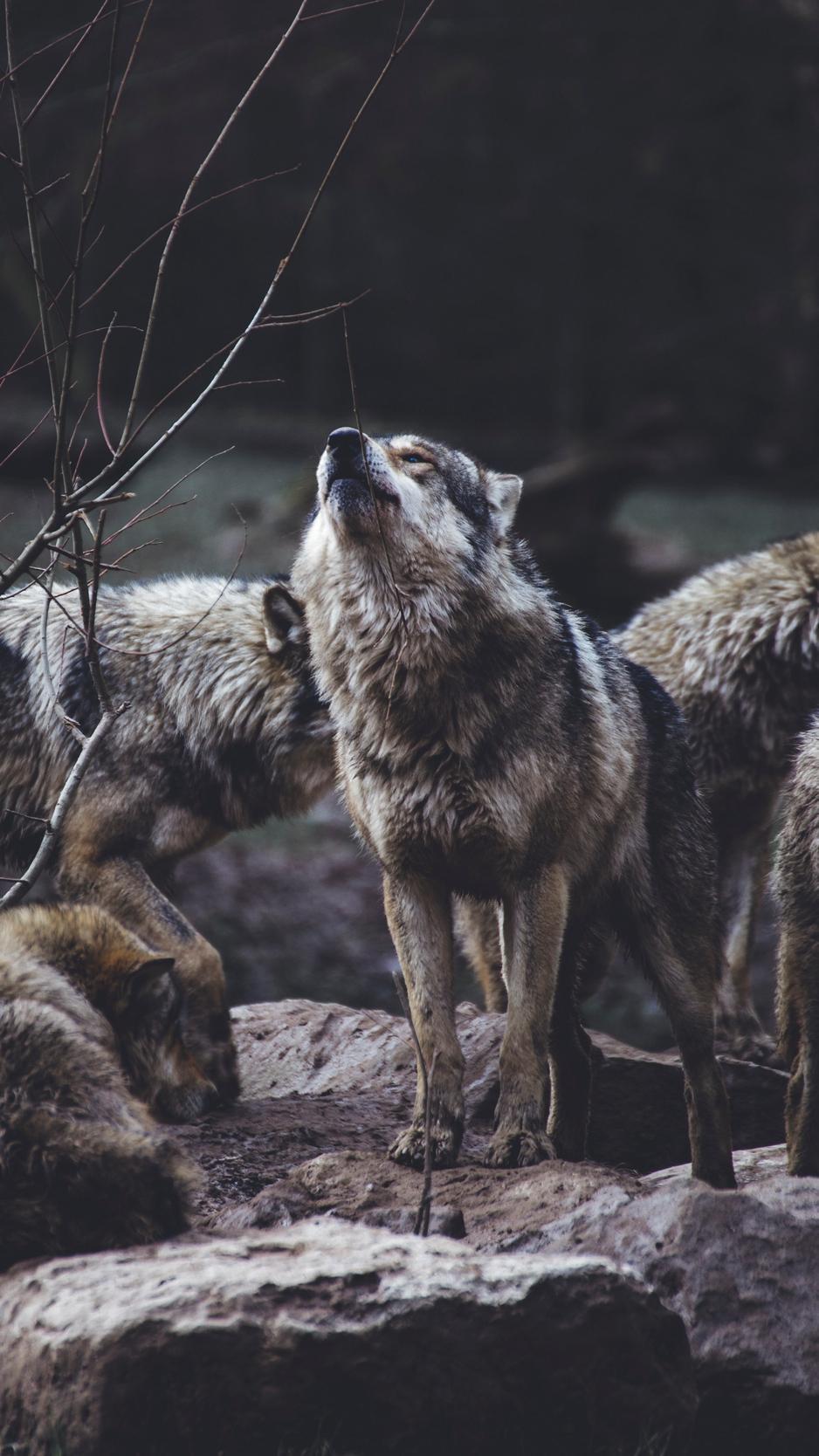 938x1668 Cool Wolves iPhone Wallpaper