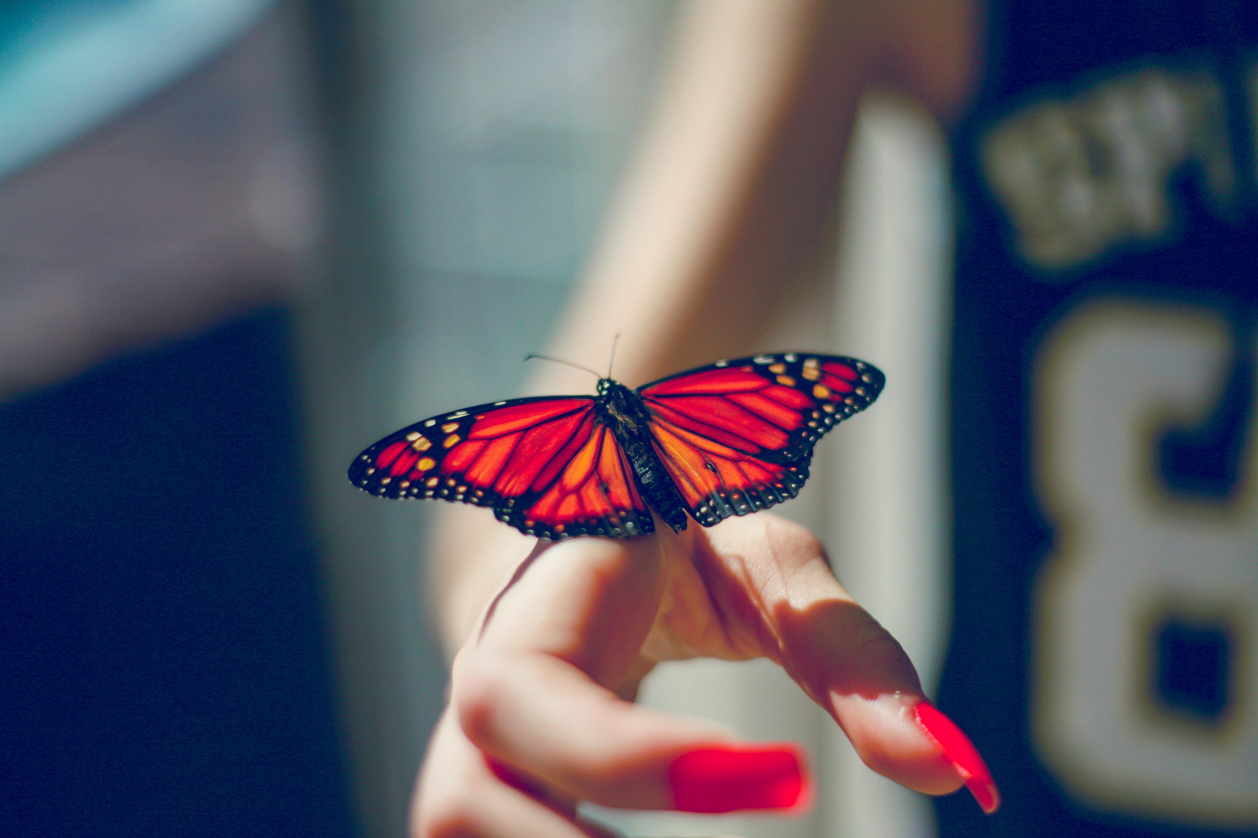 4368x2912 Butterfly In Hand Wallpaper