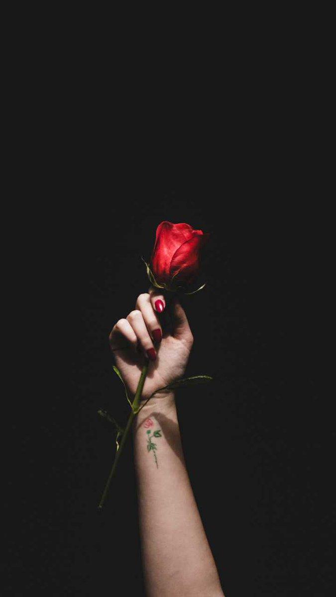 675x1200 Rose In Hand With Black Background HD Wallpaper