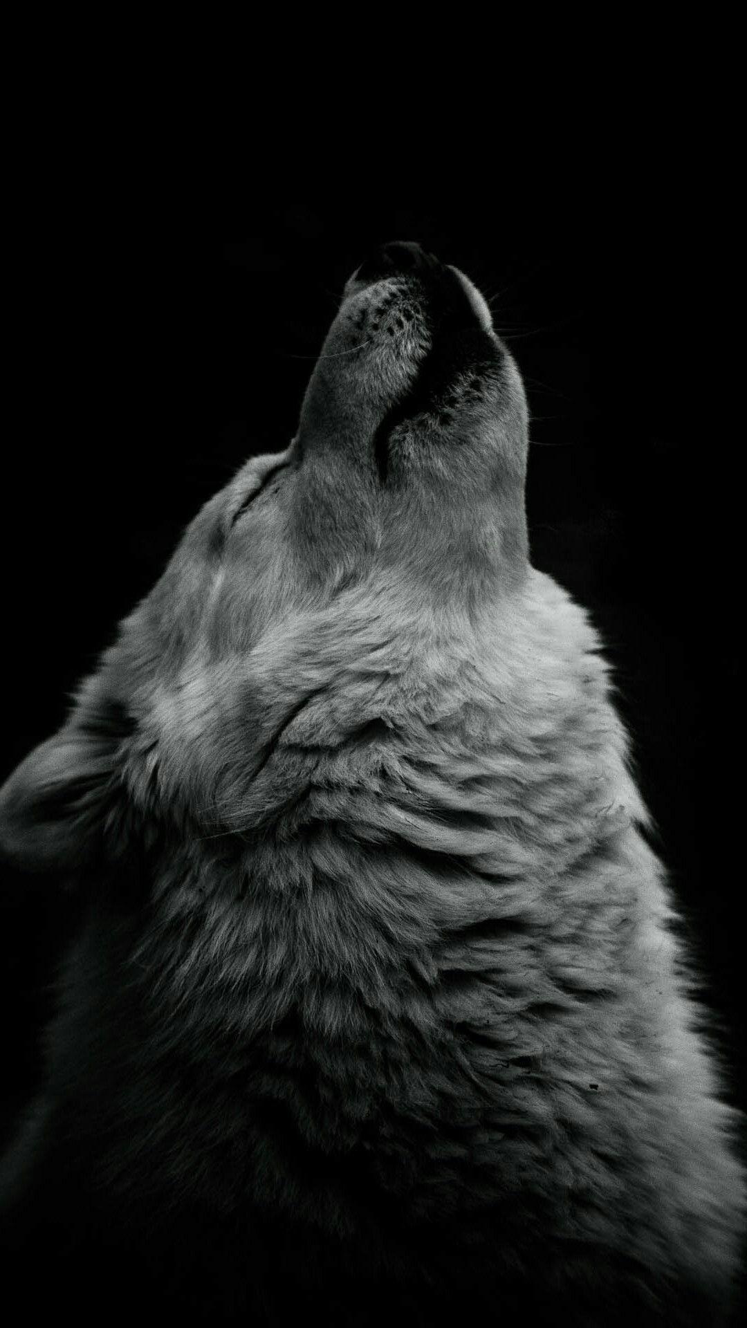 Wolves iPhone Wallpapers - Top Free Wolves iPhone Backgrounds