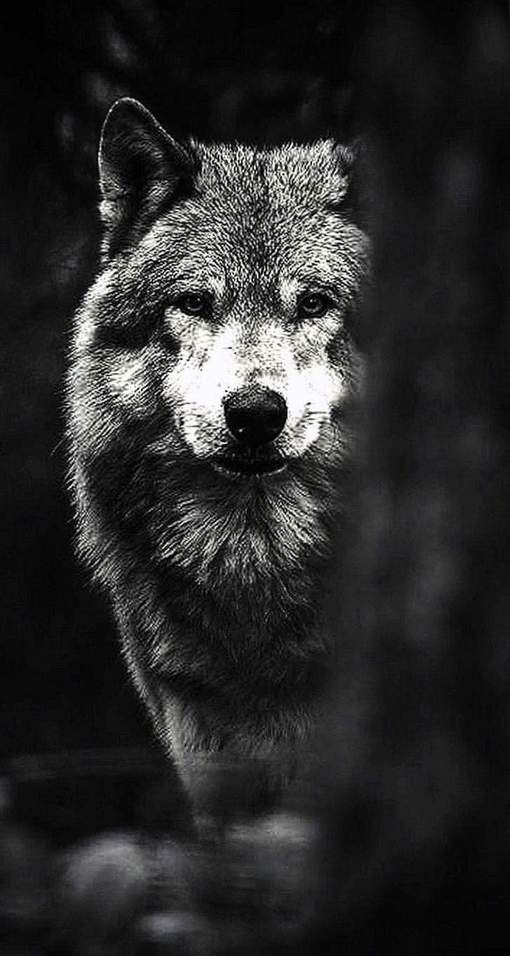 Wolves iPhone Wallpapers Top Free Wolves iPhone Backgrounds