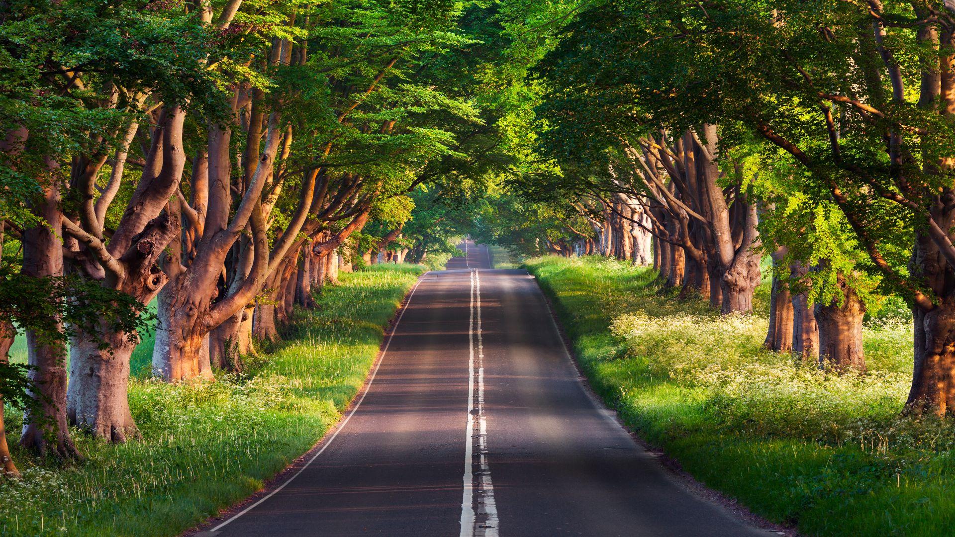 1920x1080 Nature HD Wallpaper & Image 4k & 8k Resolution