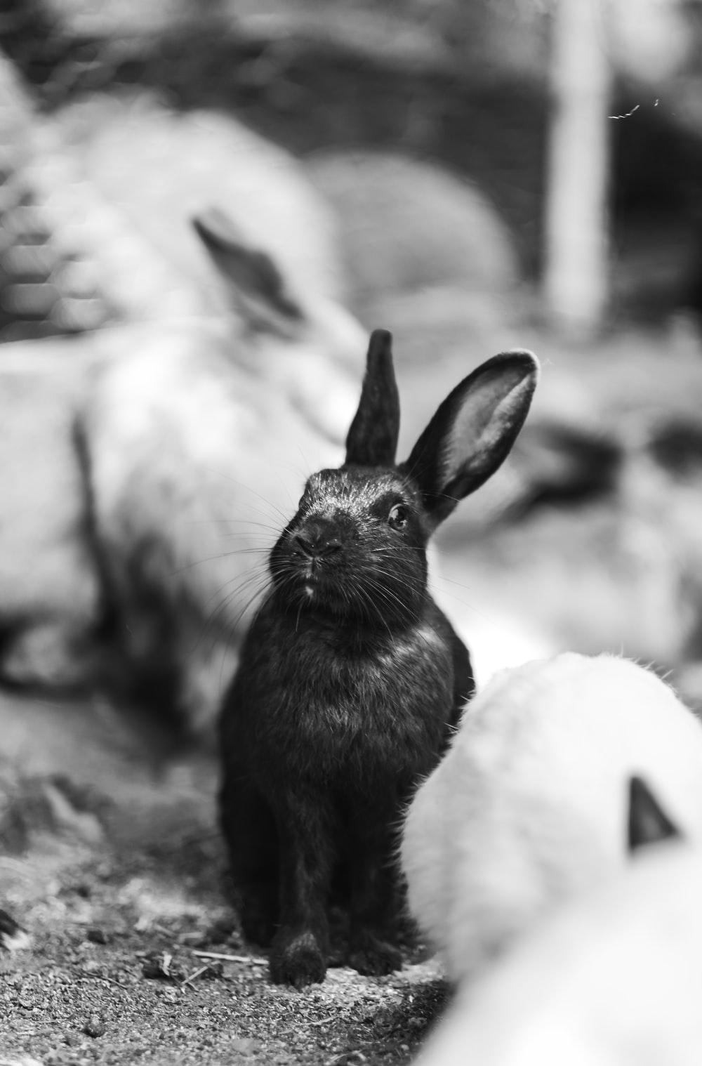 Black and White Bunny Wallpapers Top Free Black and White Bunny