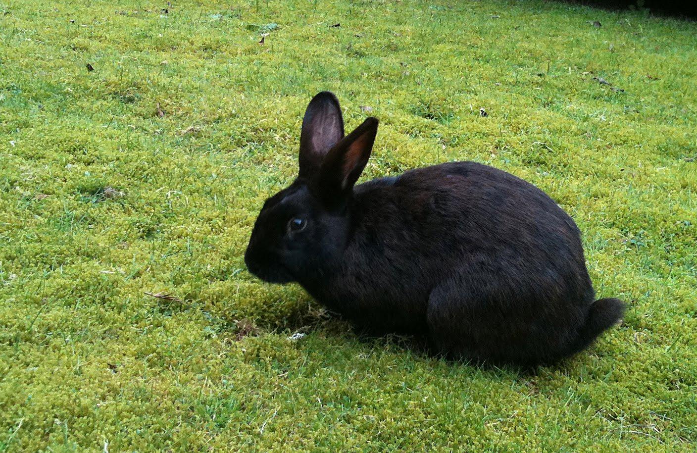 1408x915 Kawaii Black Bunny Wallpaper