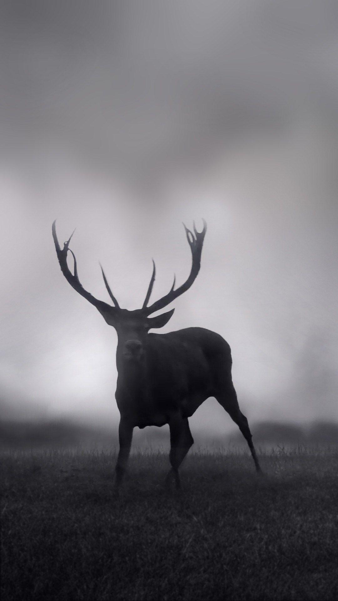 1080x1920 Deer Wallpaper