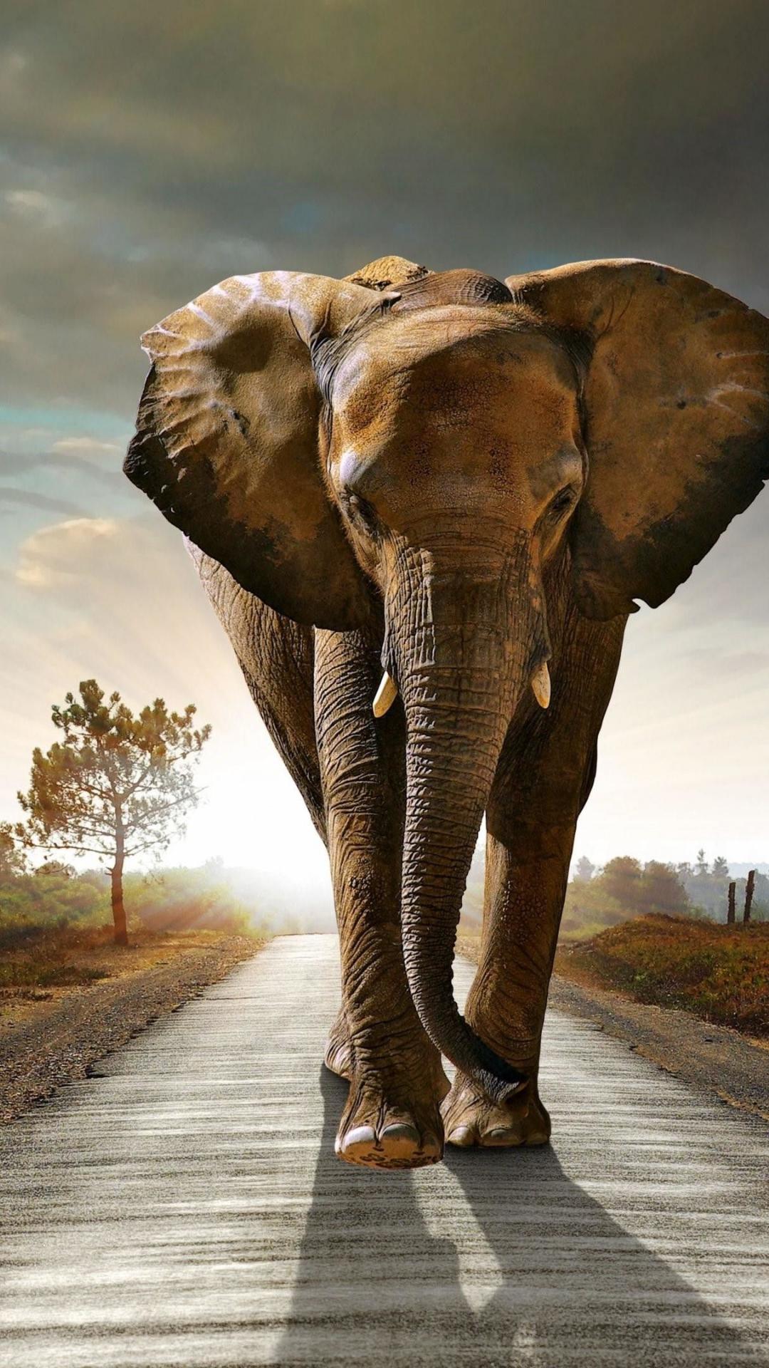 1080x1920 Free download Elephant Wallpaper Top Elephant Background [3840x2160] for your Desktop, Mobile & Tablet. Explore Elephant Background. Elephant Wallpaper, African Elephant Wallpaper, Elephant Desktop Background