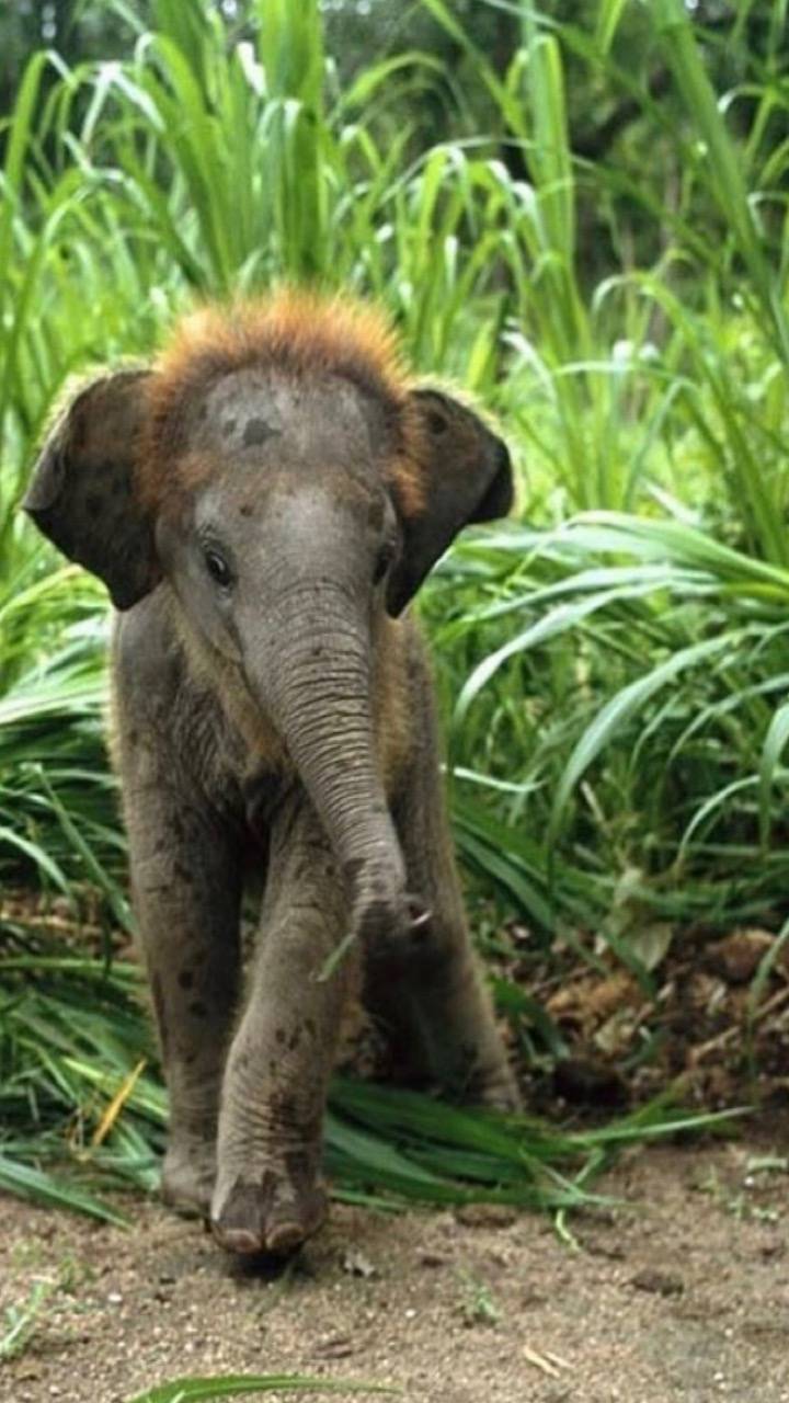 720x1280 Download Baby Elephant HD Wallpaper and Background