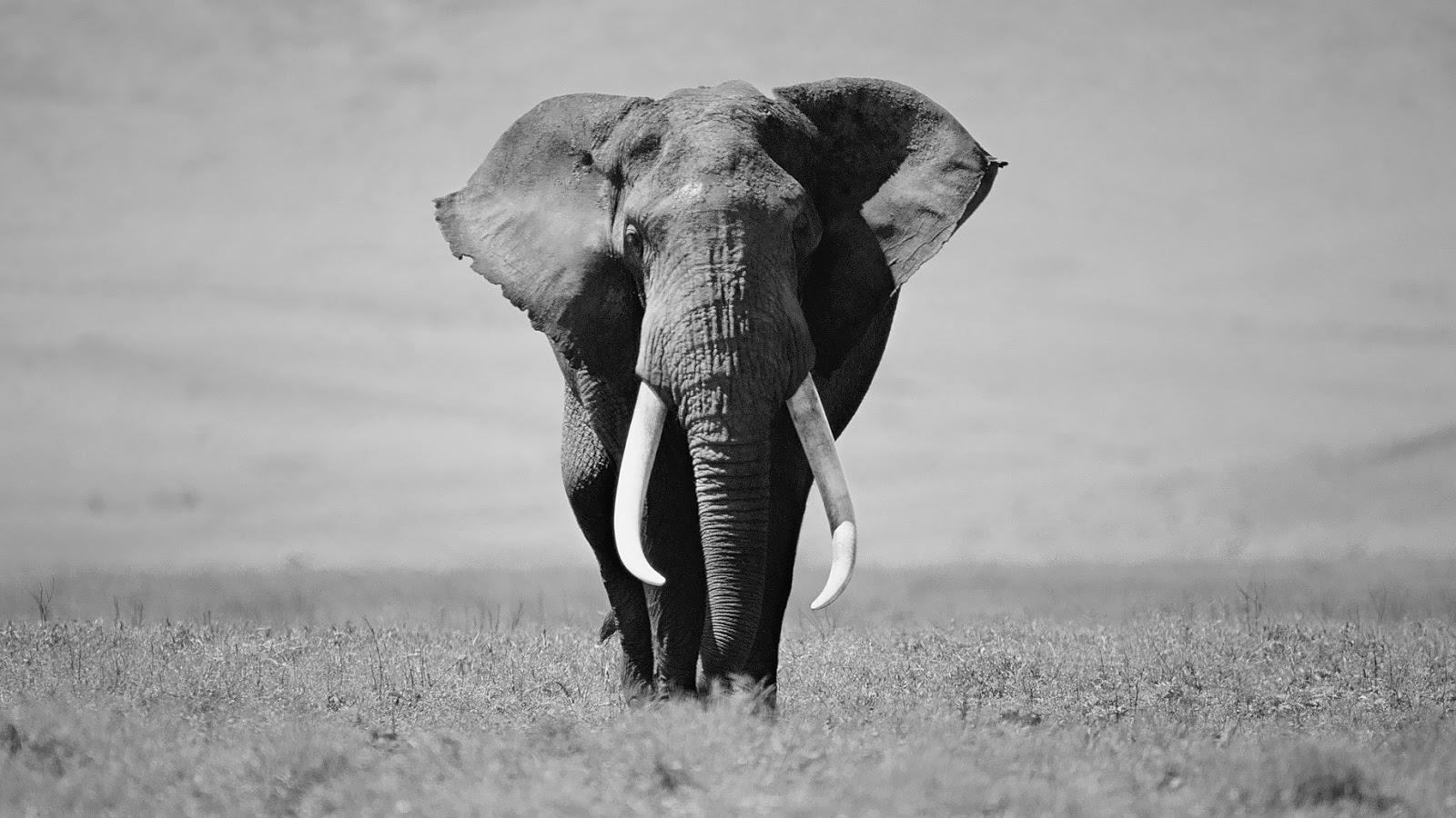 1600x900 White Elephant Wallpaper