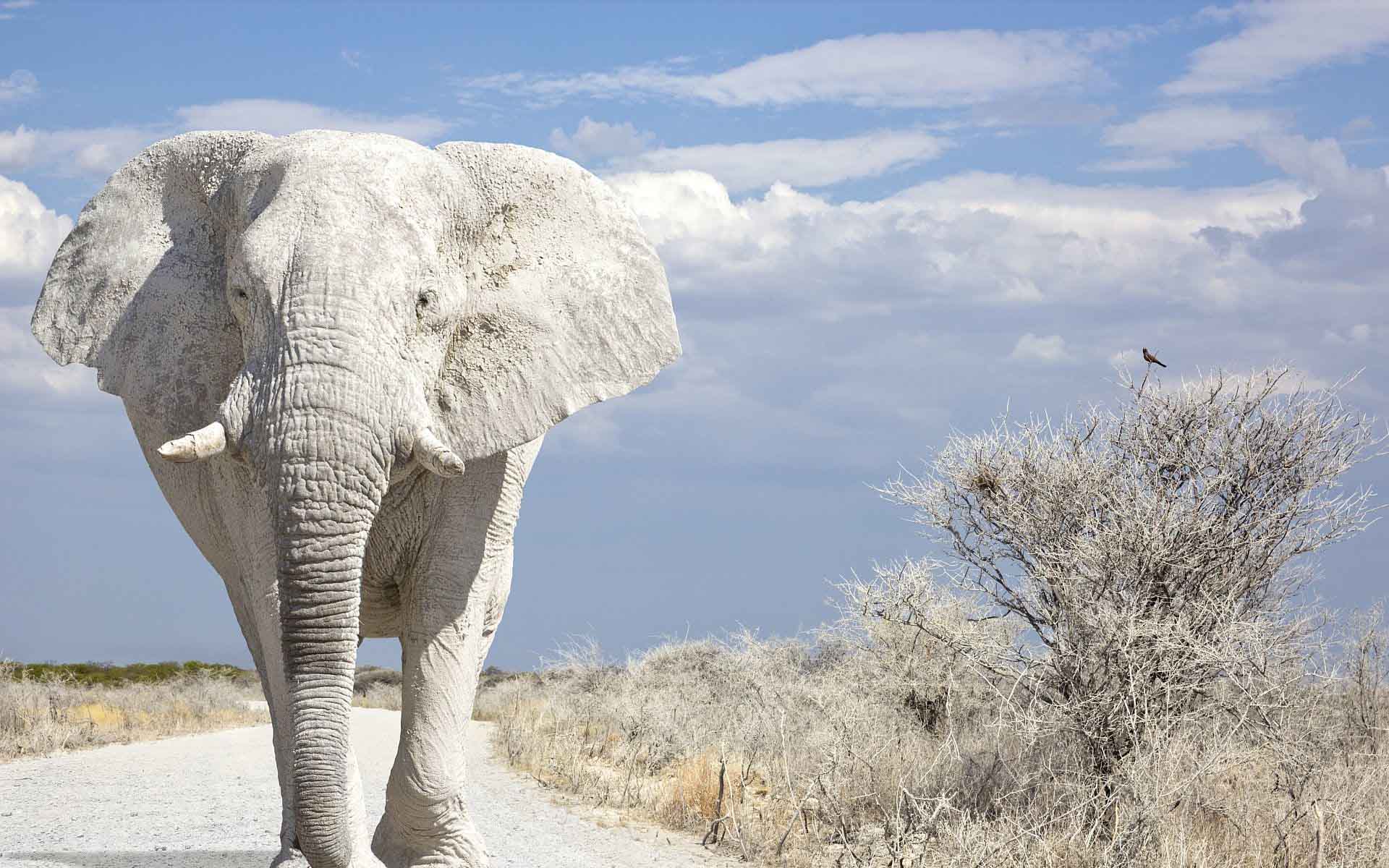 1920x1200 Free download The White Elephant in the Room EOS Investors Shell Out 700m for [1920x1200] for your Desktop, Mobile & Tablet. Explore White Elephant Wallpaper. White Elephant Wallpaper, Elephant