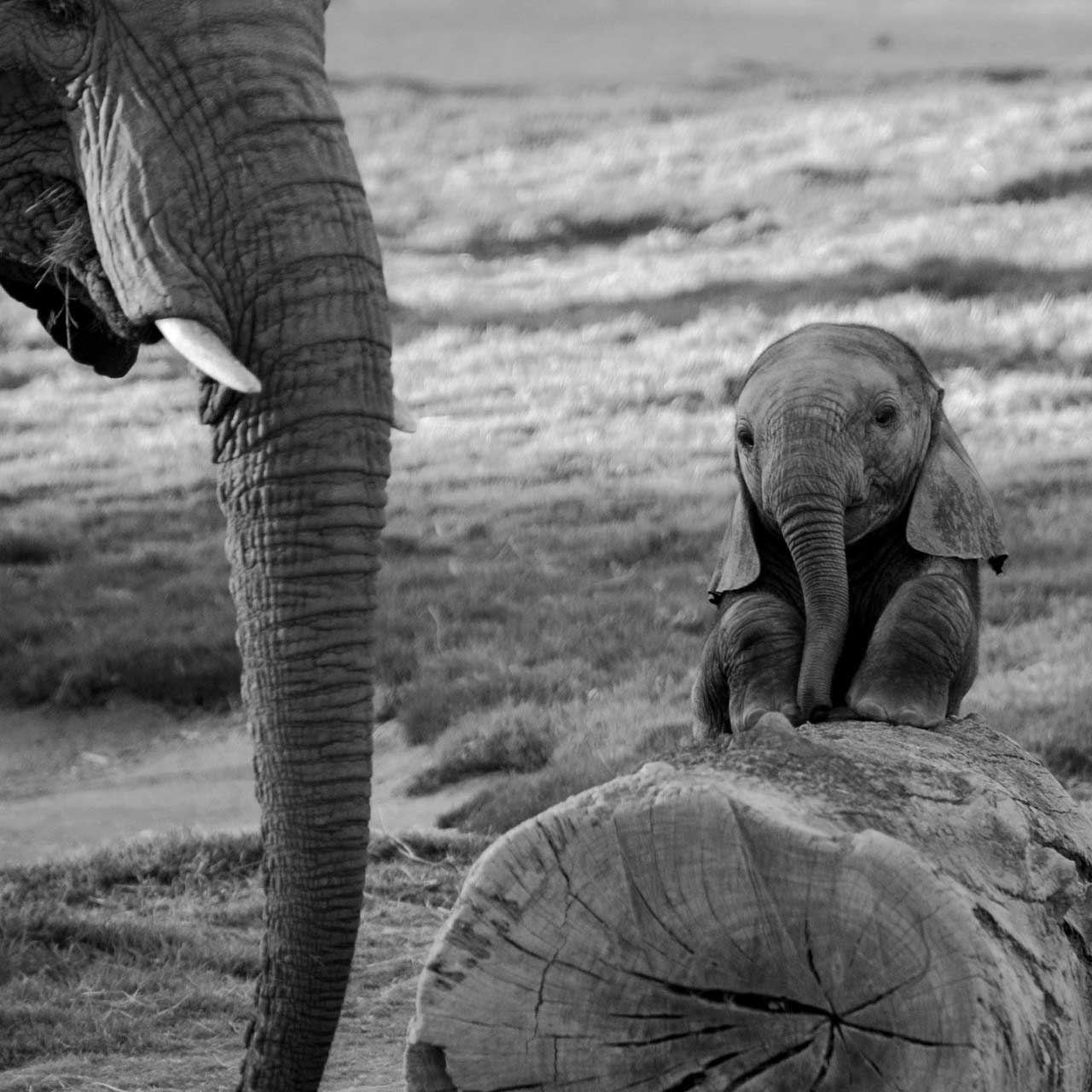 1280x1280 Black And White Elephant HD Wallpaper Wallpaper Black And White