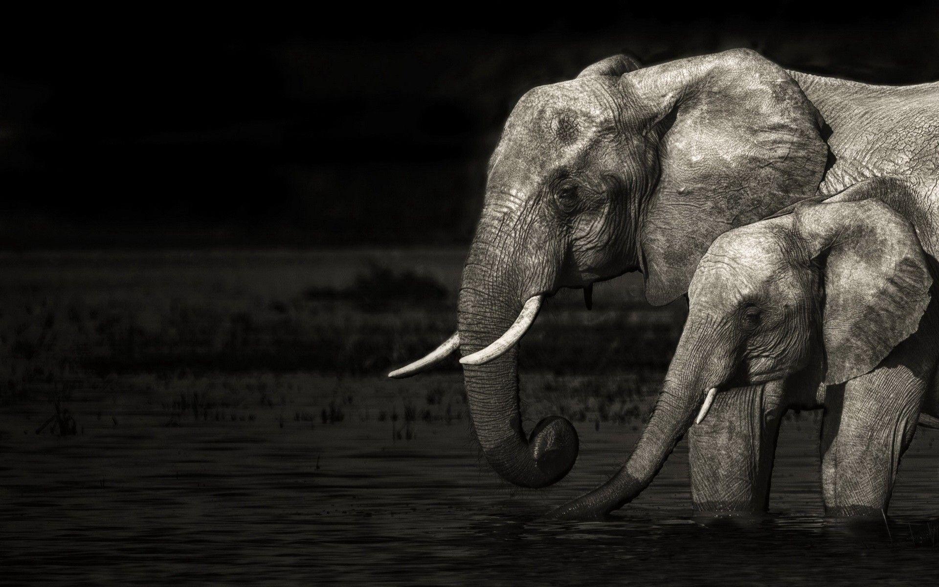 1920x1200 elephants black and white wallpaper, Elephant poster, Elephant