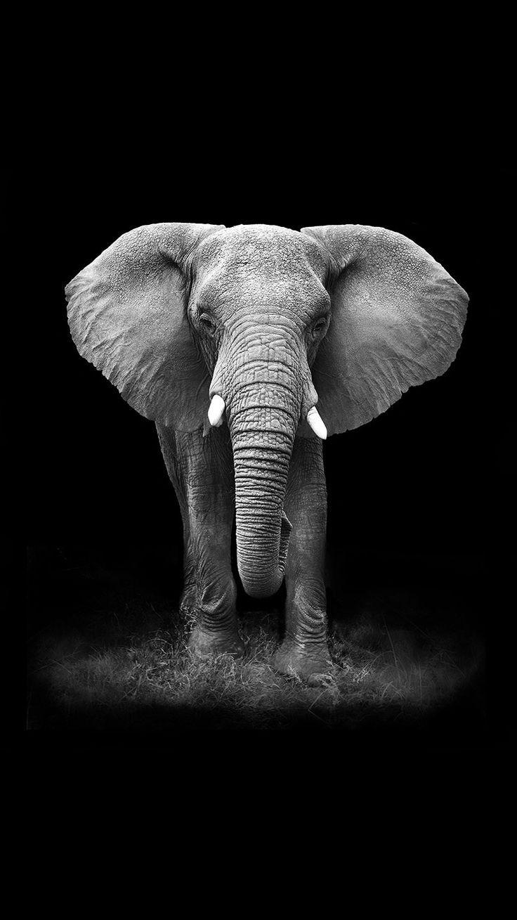736x1309 Animal Elephant HD Wallpaper