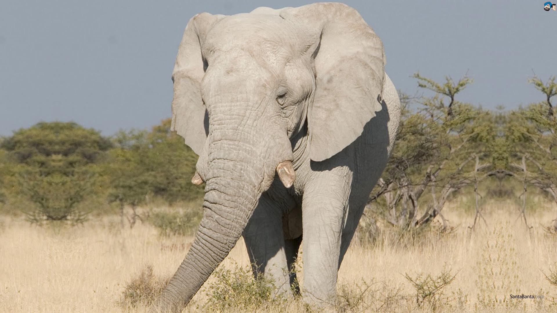 1920x1080 White Elephant